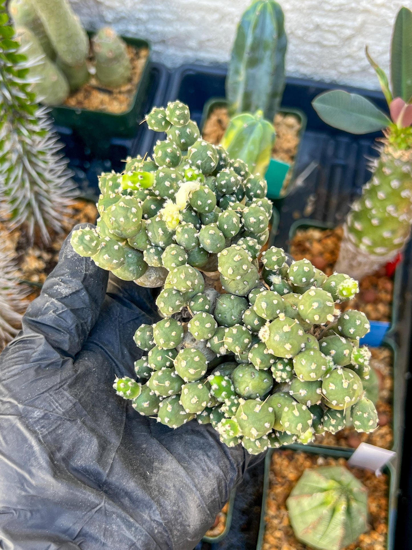 Tephrocactus Rossianus | Imported Cactus