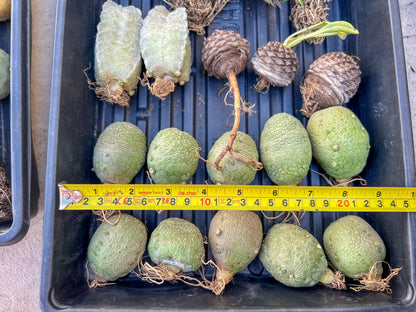 Migiurtinus Balls (#7~8) | Imported Cactus | Rare Succulent