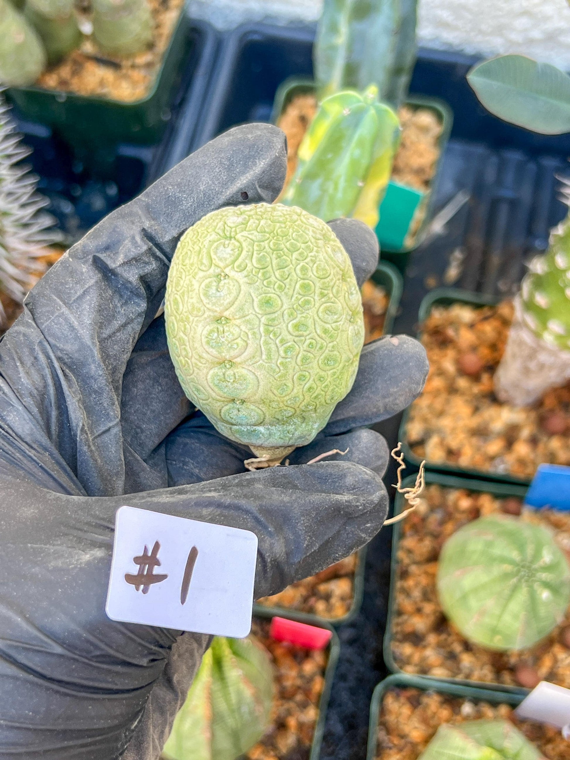 Migiurtinus Balls (#1~2) | Imported Cactus | Rare Succulent