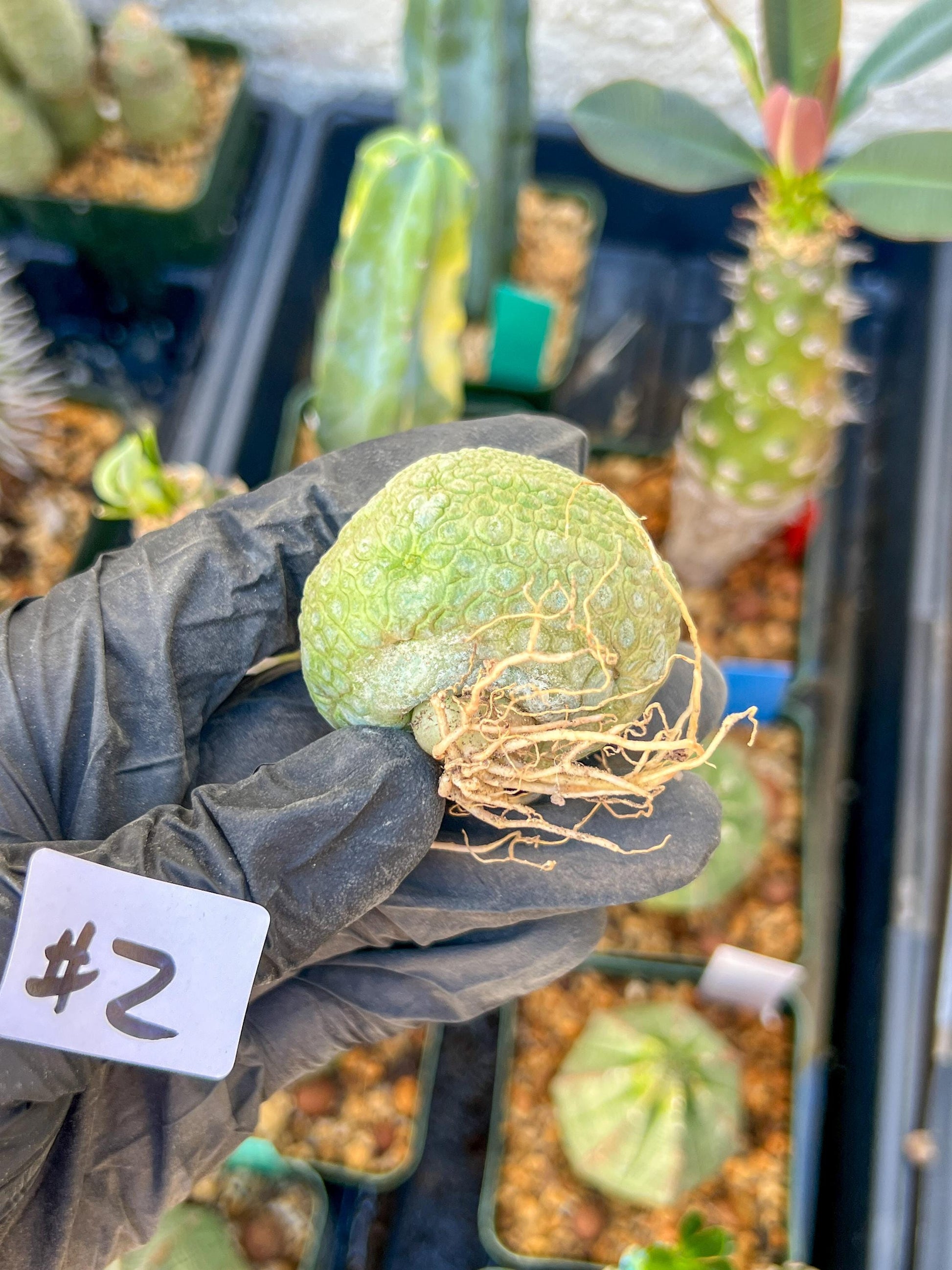 Migiurtinus Balls (#1~2) | Imported Cactus | Rare Succulent