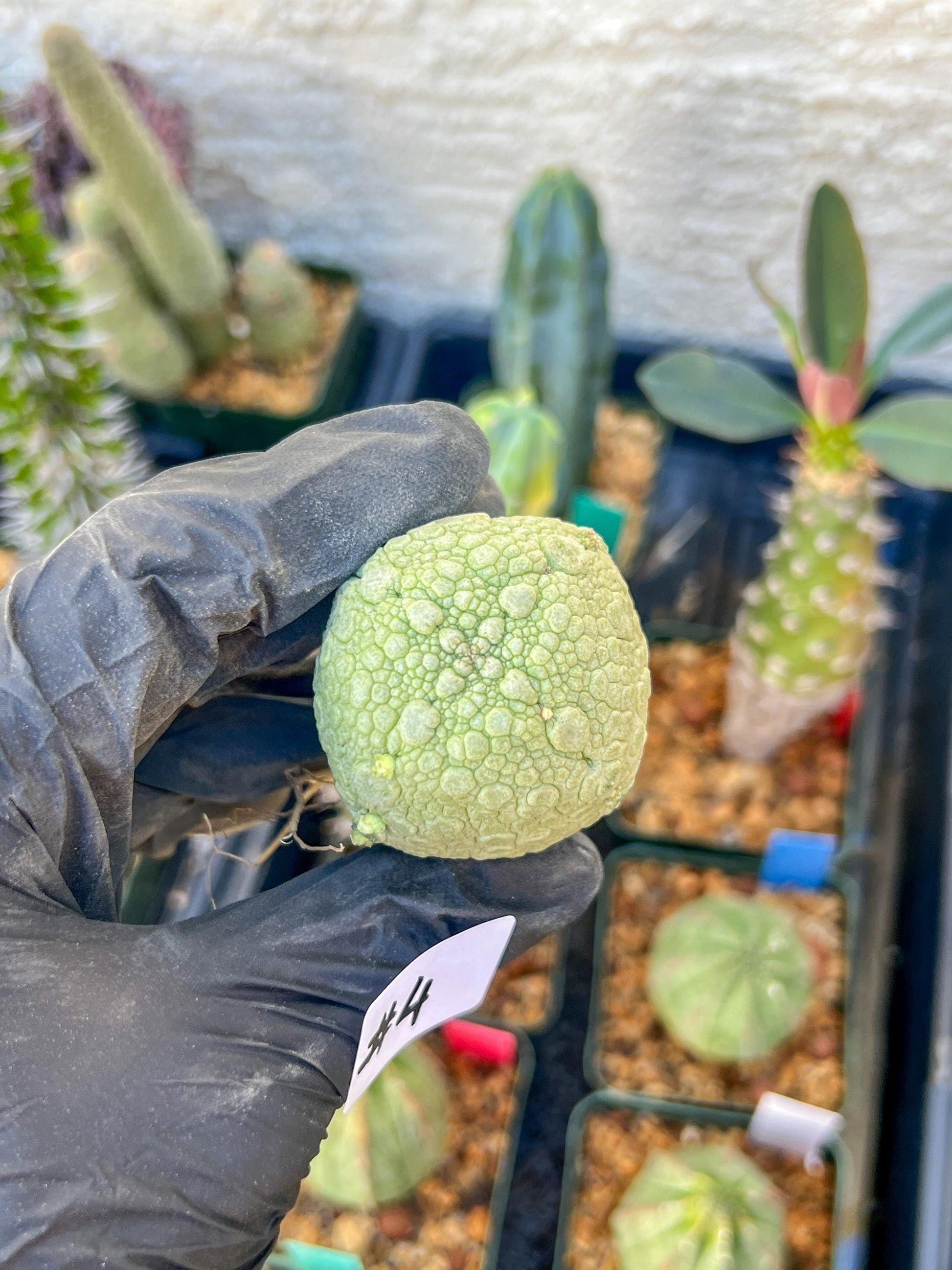 Migiurtinus Balls (#3~4) | Imported Cactus | Rare Succulent
