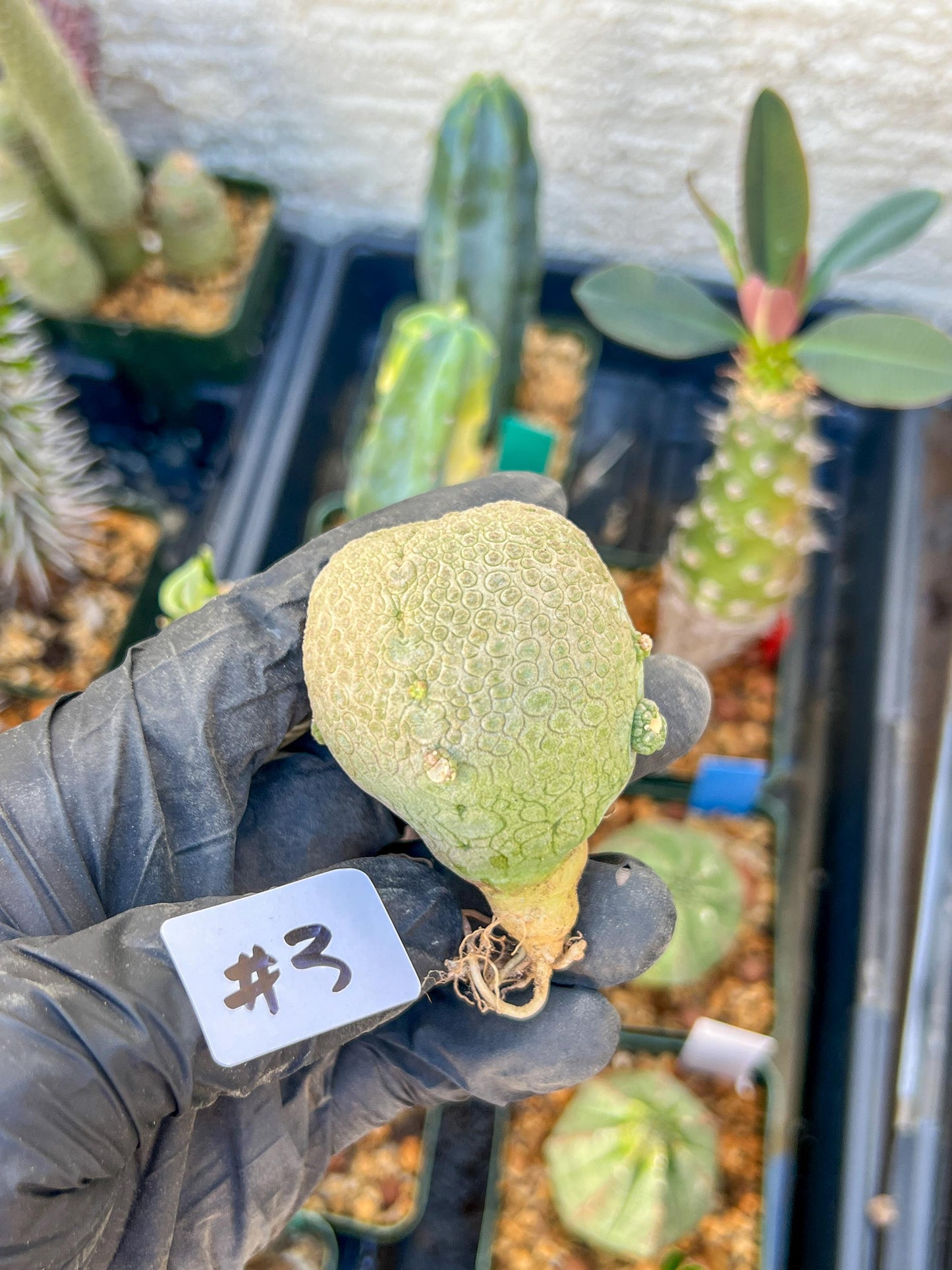 Migiurtinus Balls (#3~4) | Imported Cactus | Rare Succulent