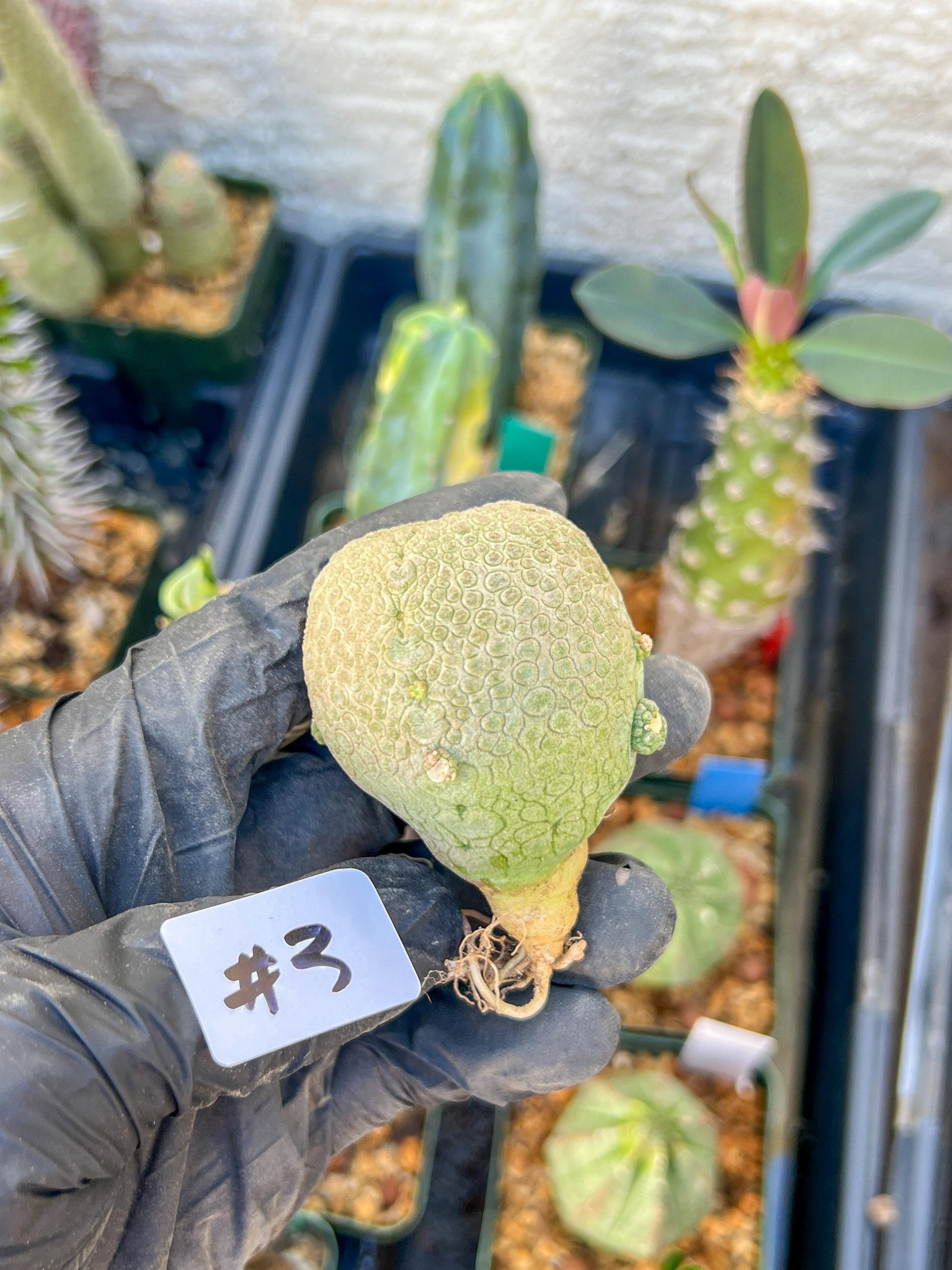 Migiurtinus Balls (#3~4) | Imported Cactus | Rare Succulent
