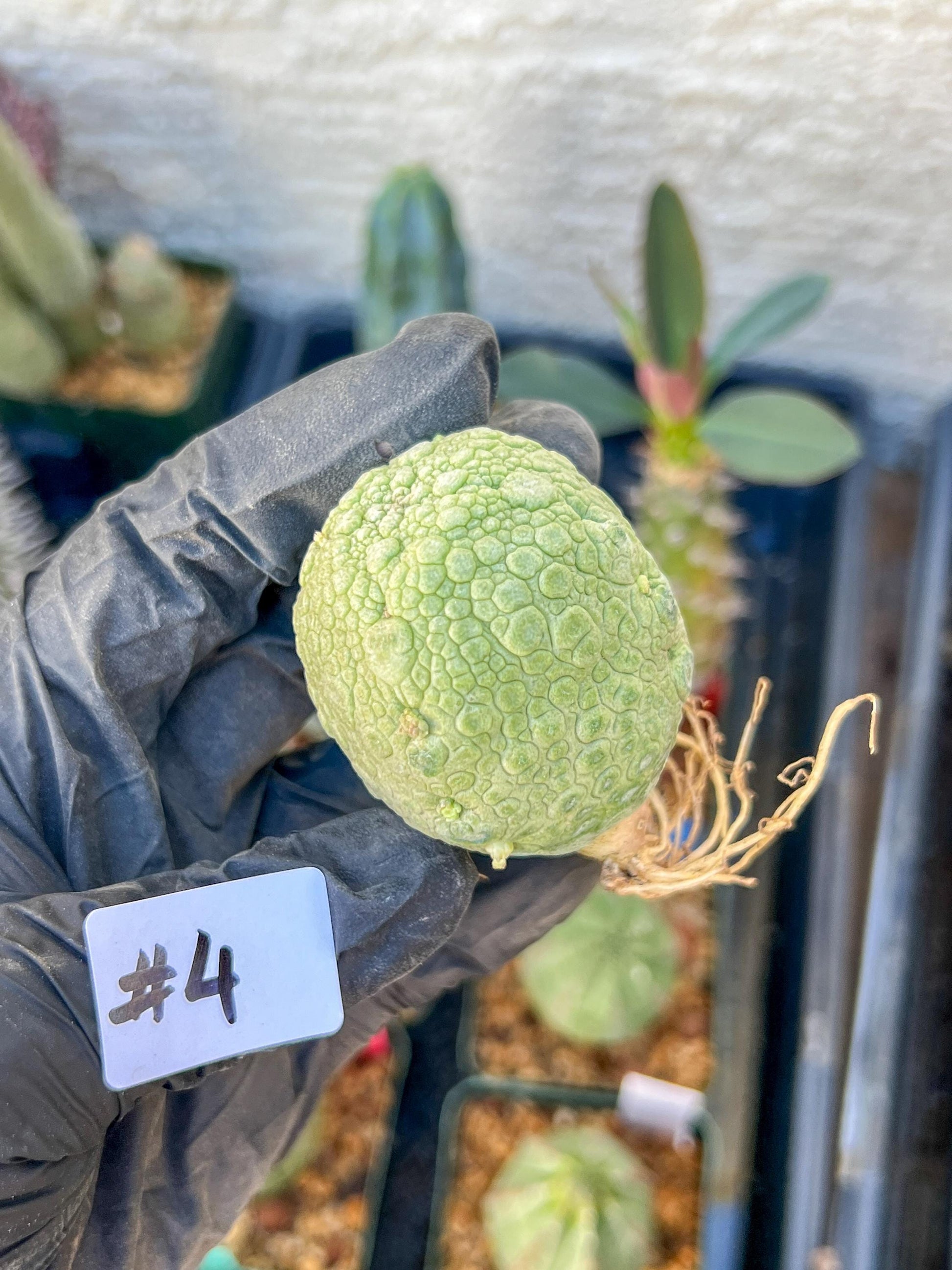 Migiurtinus Balls (#3~4) | Imported Cactus | Rare Succulent