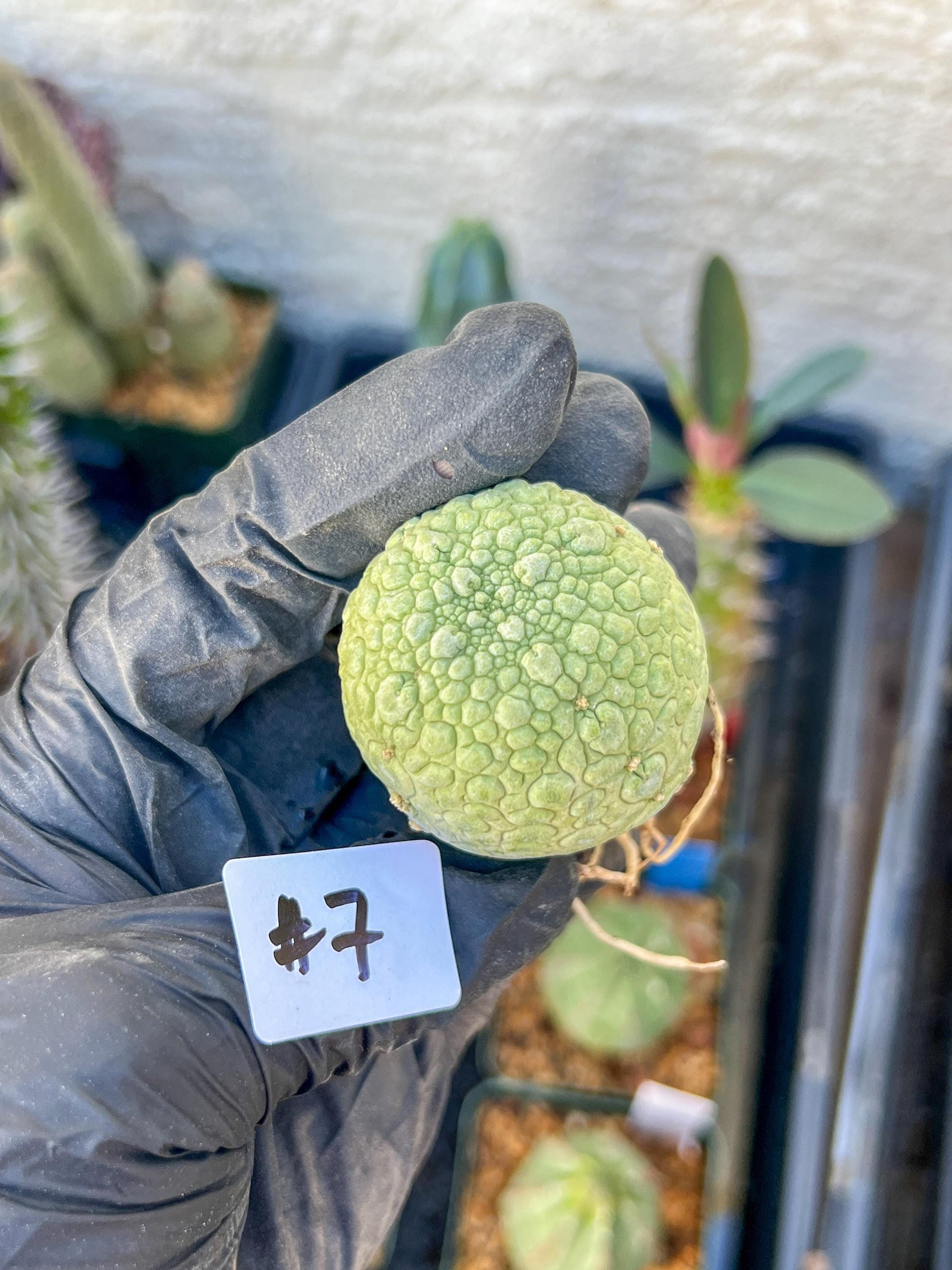 Migiurtinus Balls (#7~8) | Imported Cactus | Rare Succulent