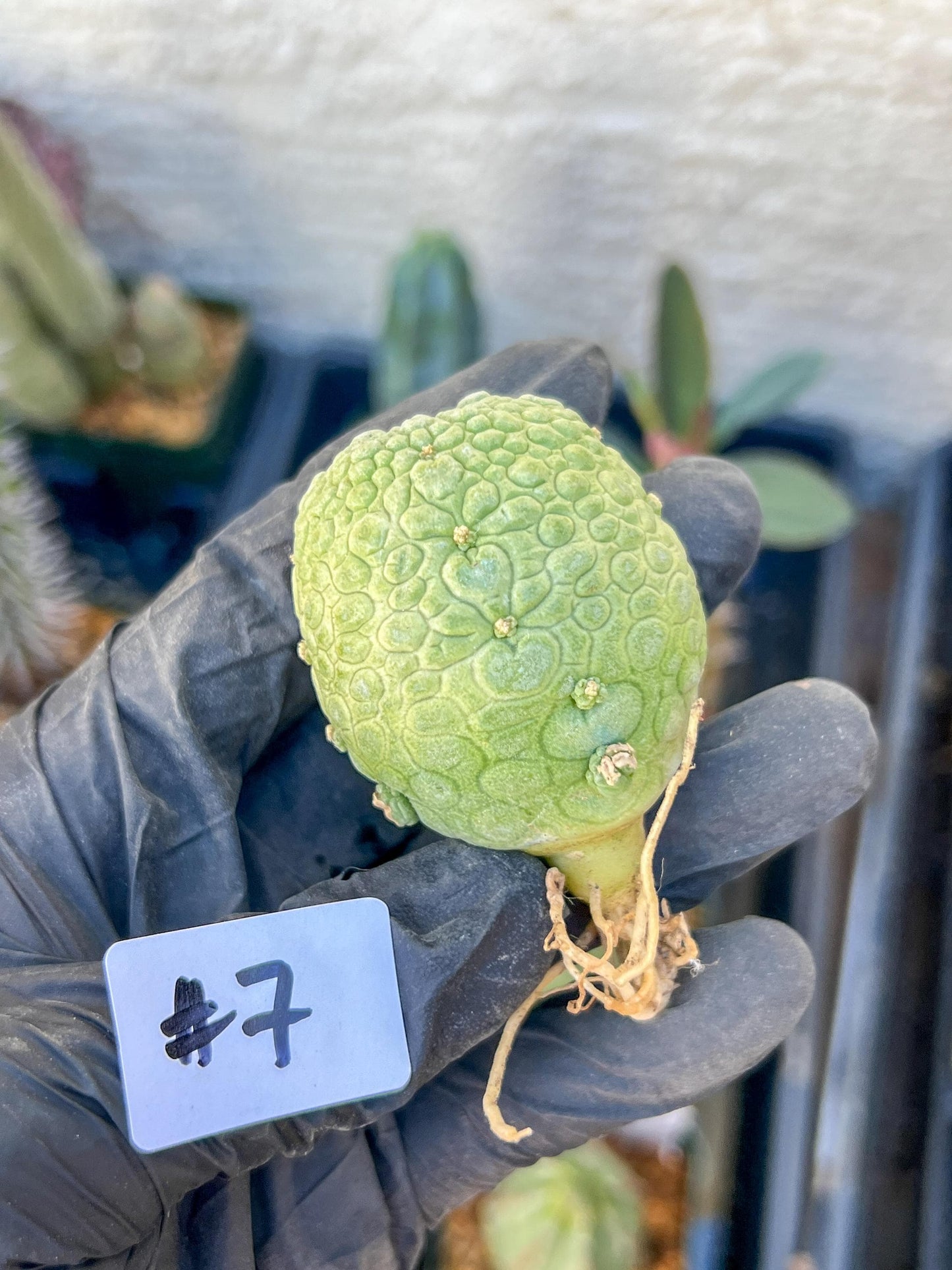 Migiurtinus Balls (#7~8) | Imported Cactus | Rare Succulent