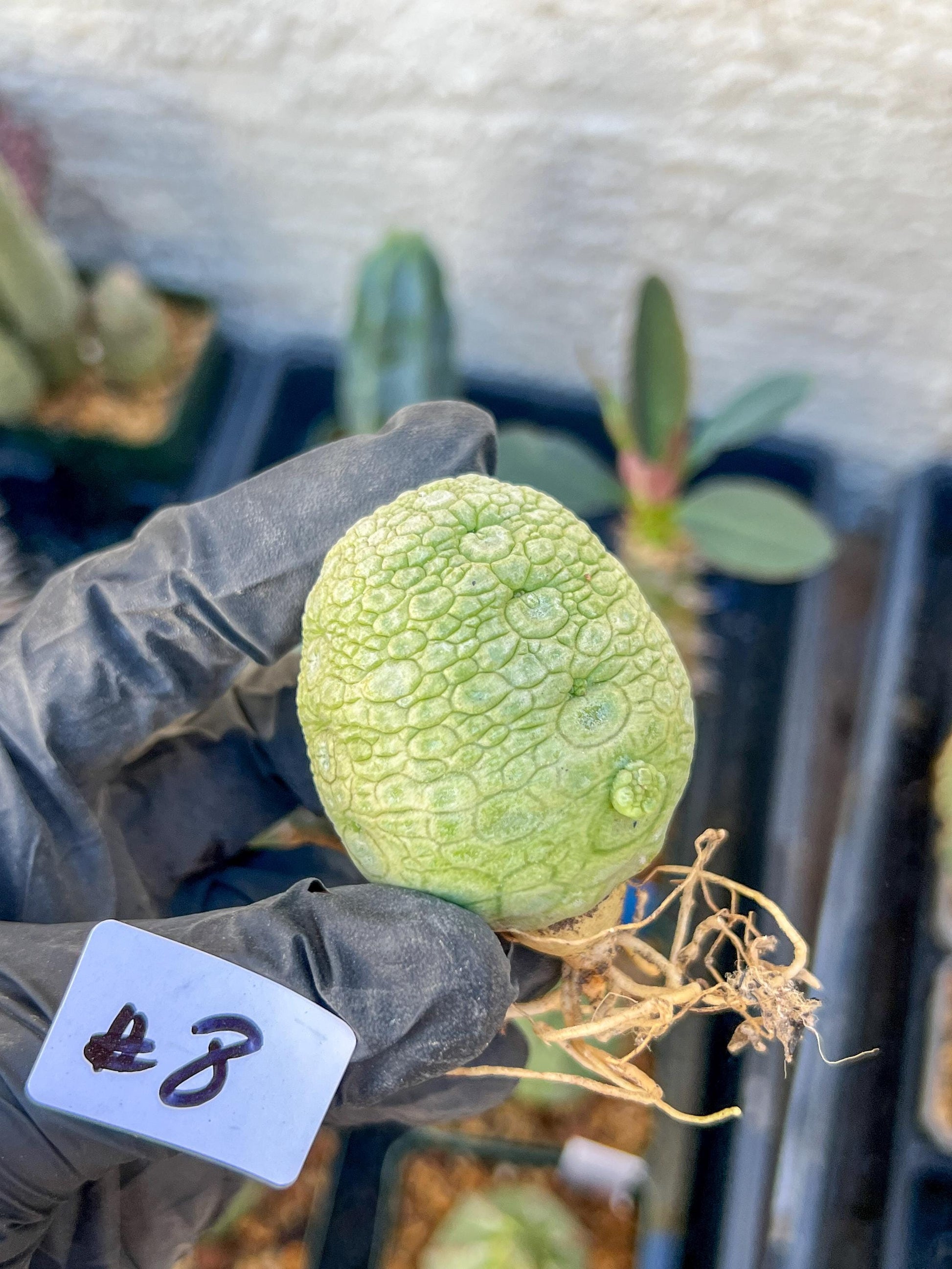 Migiurtinus Balls (#7~8) | Imported Cactus | Rare Succulent
