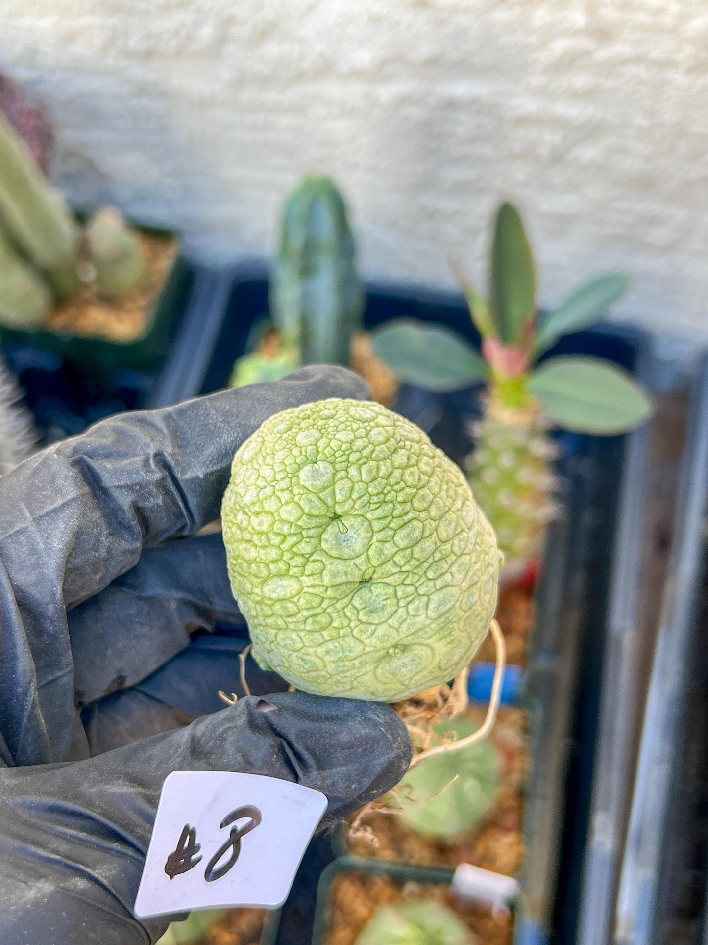 Migiurtinus Balls (#7~8) | Imported Cactus | Rare Succulent