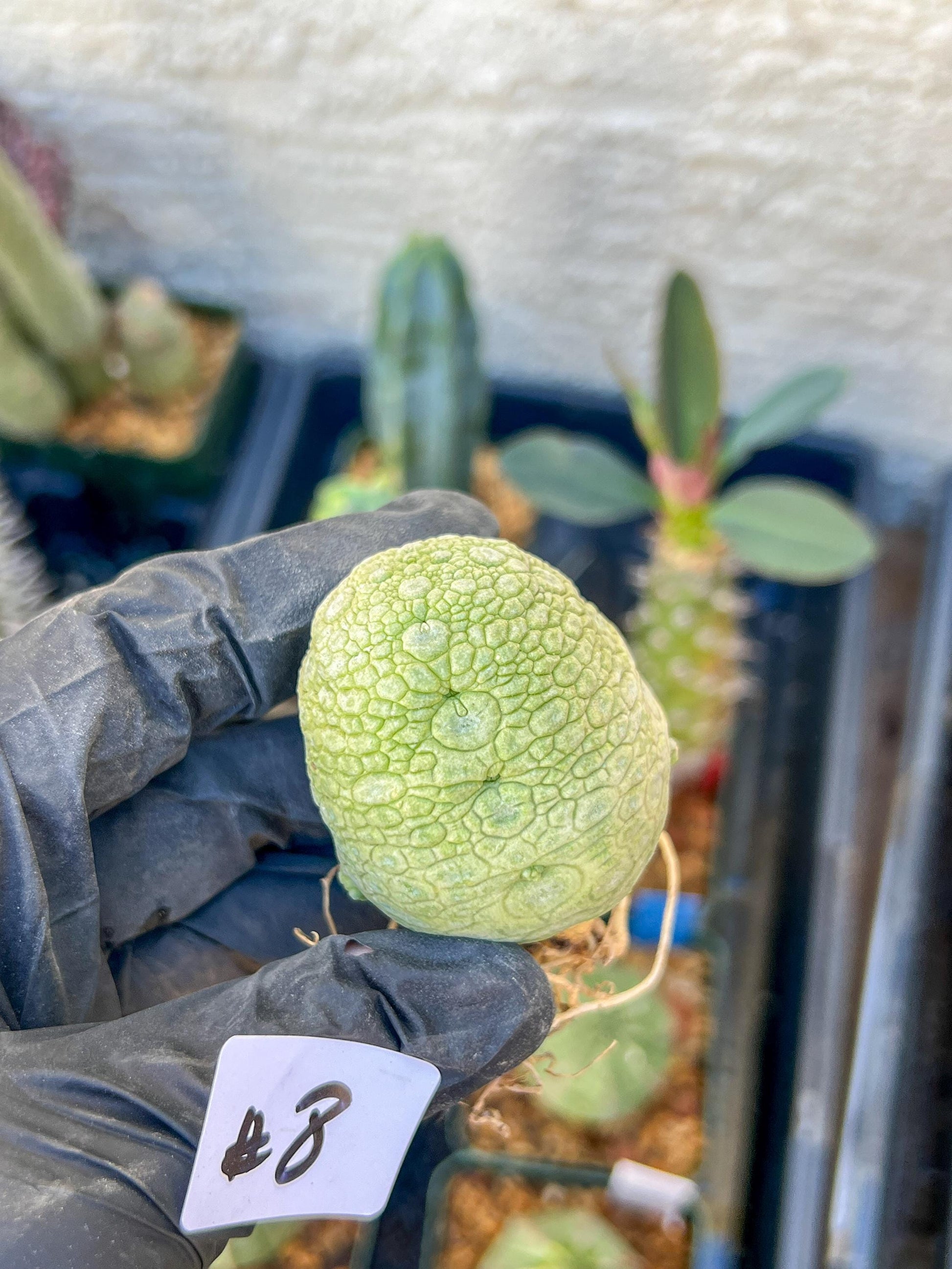 Migiurtinus Balls (#7~8) | Imported Cactus | Rare Succulent