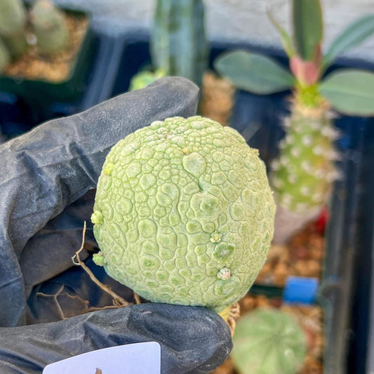 Migiurtinus Balls (#3~4) | Imported Cactus | Rare Succulent