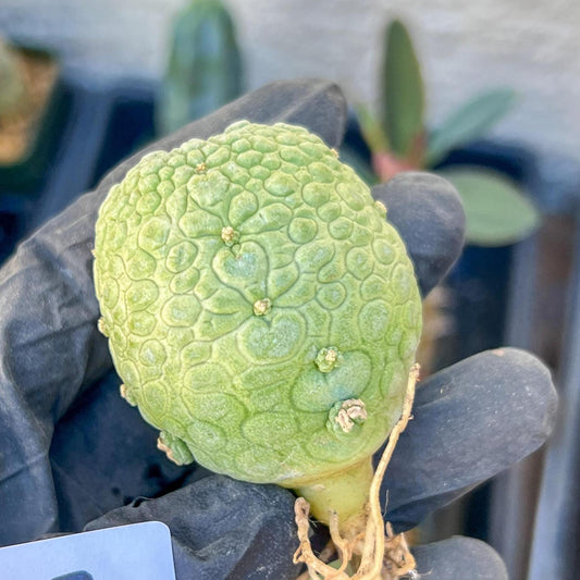 Migiurtinus Balls (#5~6) | Imported Cactus | Rare Succulent