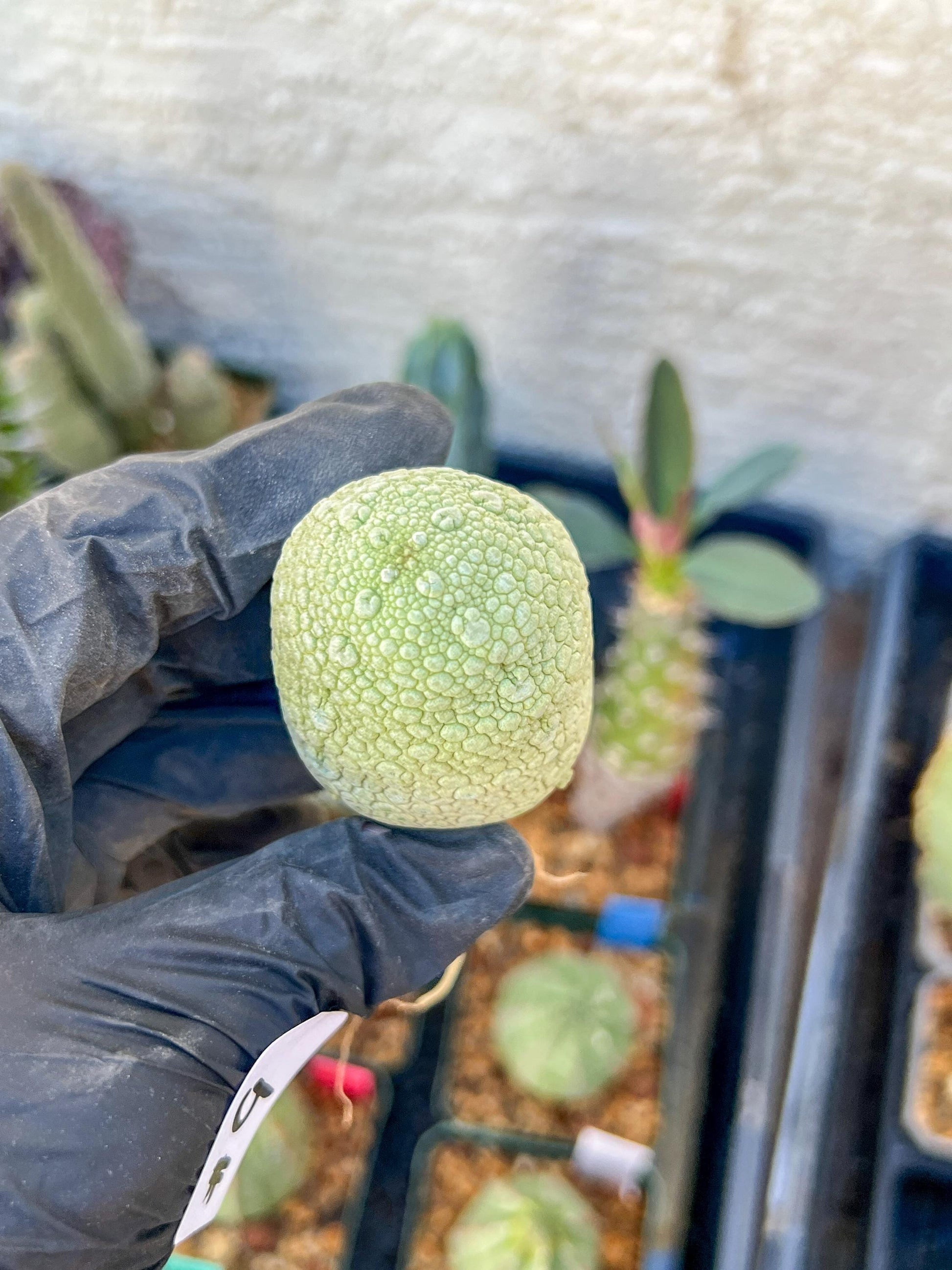 Migiurtinus Balls (#9~10) | Imported Cactus | Rare Succulent