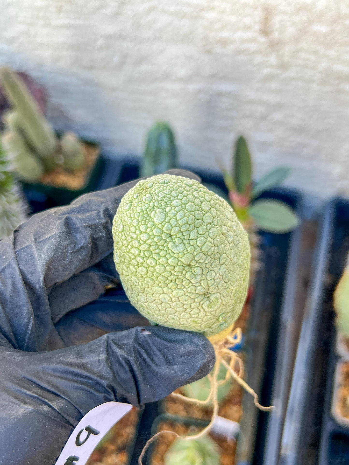 Migiurtinus Balls (#9~10) | Imported Cactus | Rare Succulent