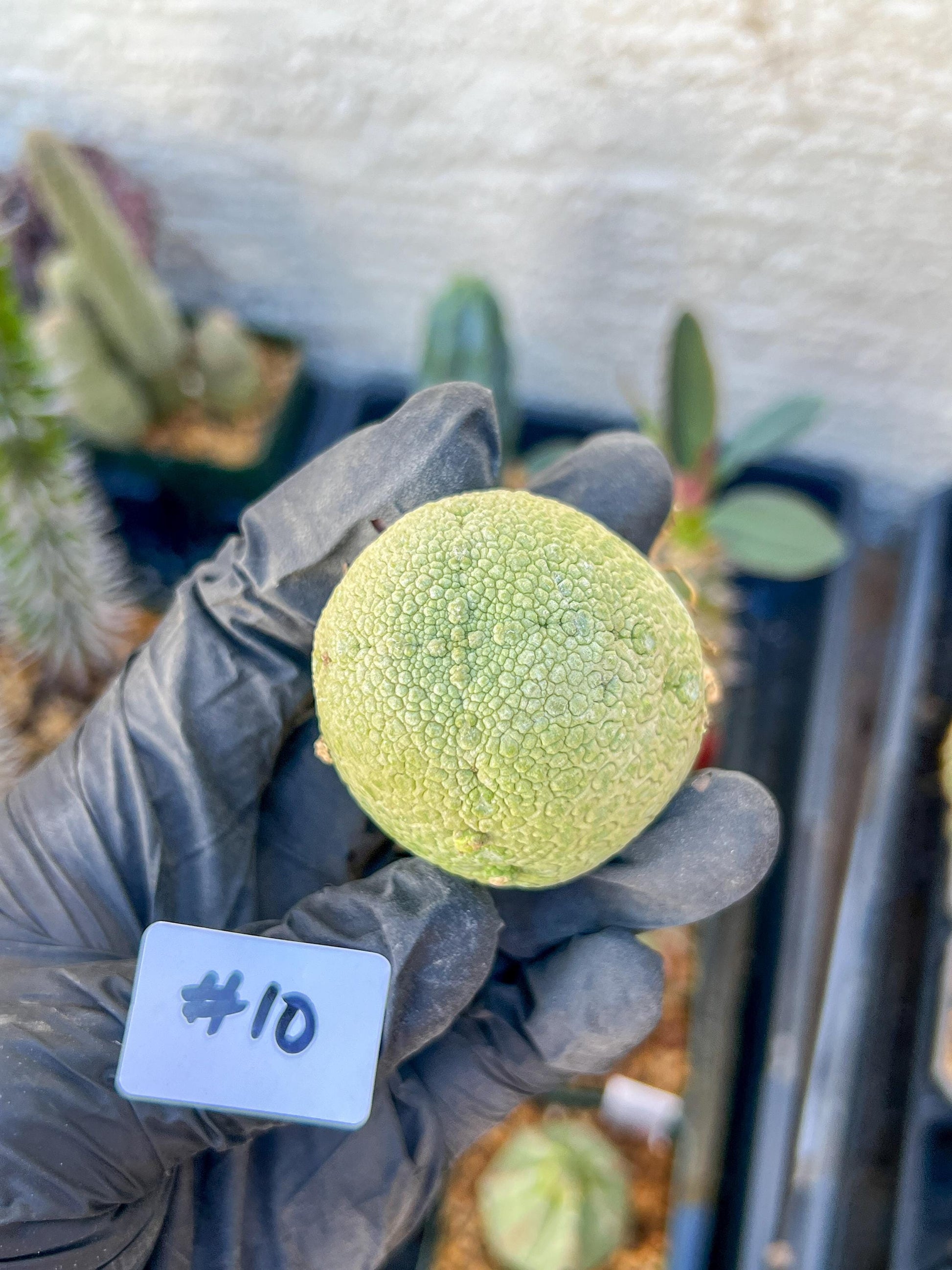 Migiurtinus Balls (#9~10) | Imported Cactus | Rare Succulent