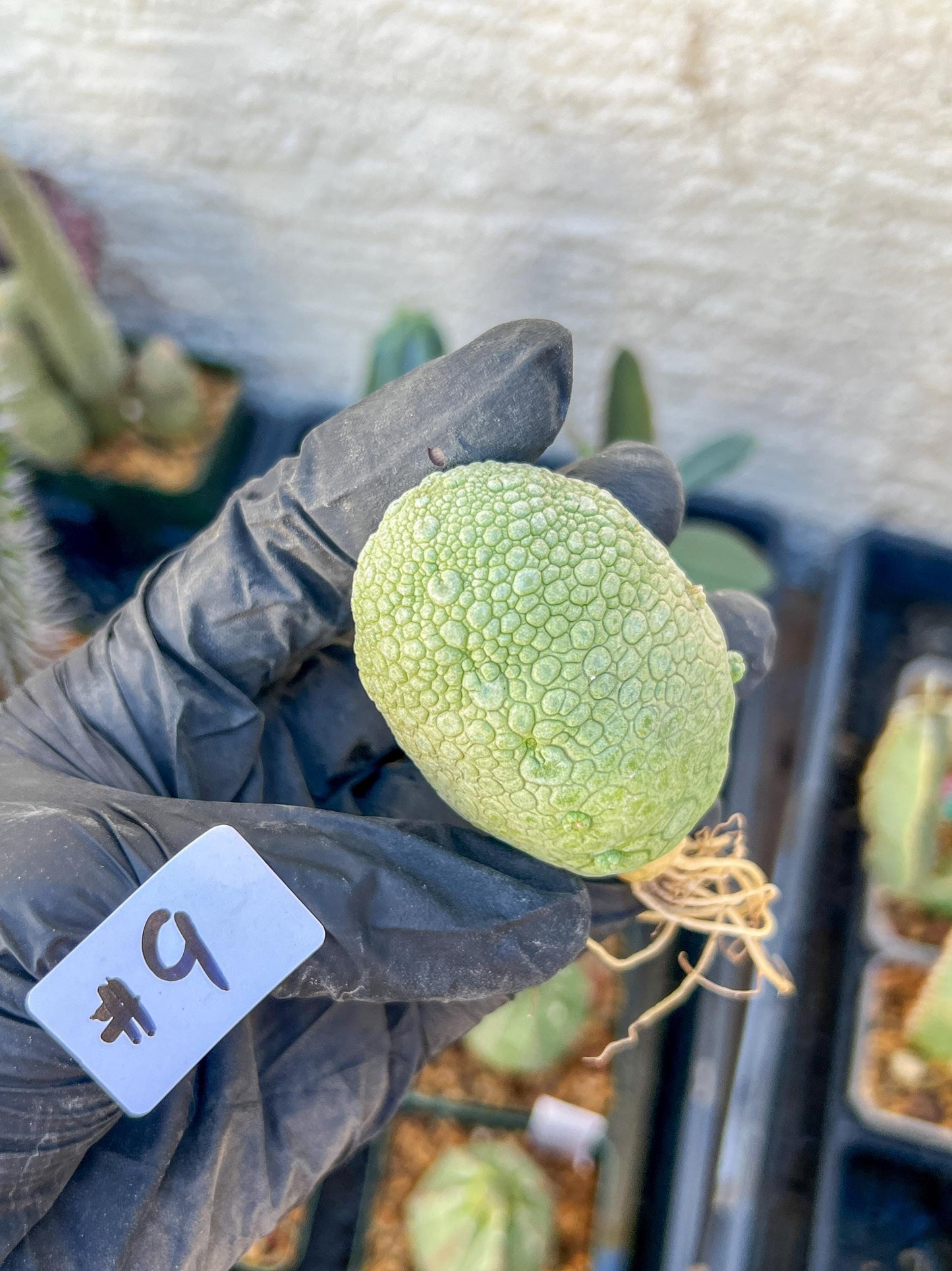 Migiurtinus Balls (#9~10) | Imported Cactus | Rare Succulent