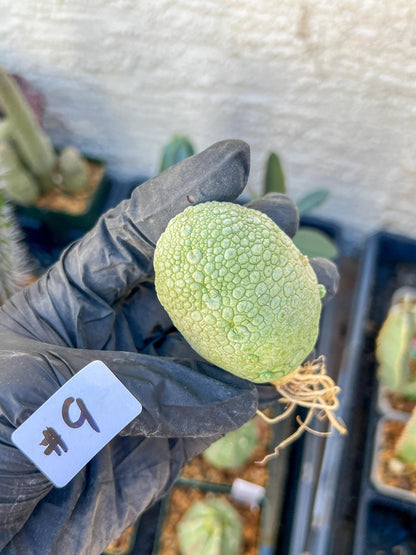 Migiurtinus Balls (#9~10) | Imported Cactus | Rare Succulent
