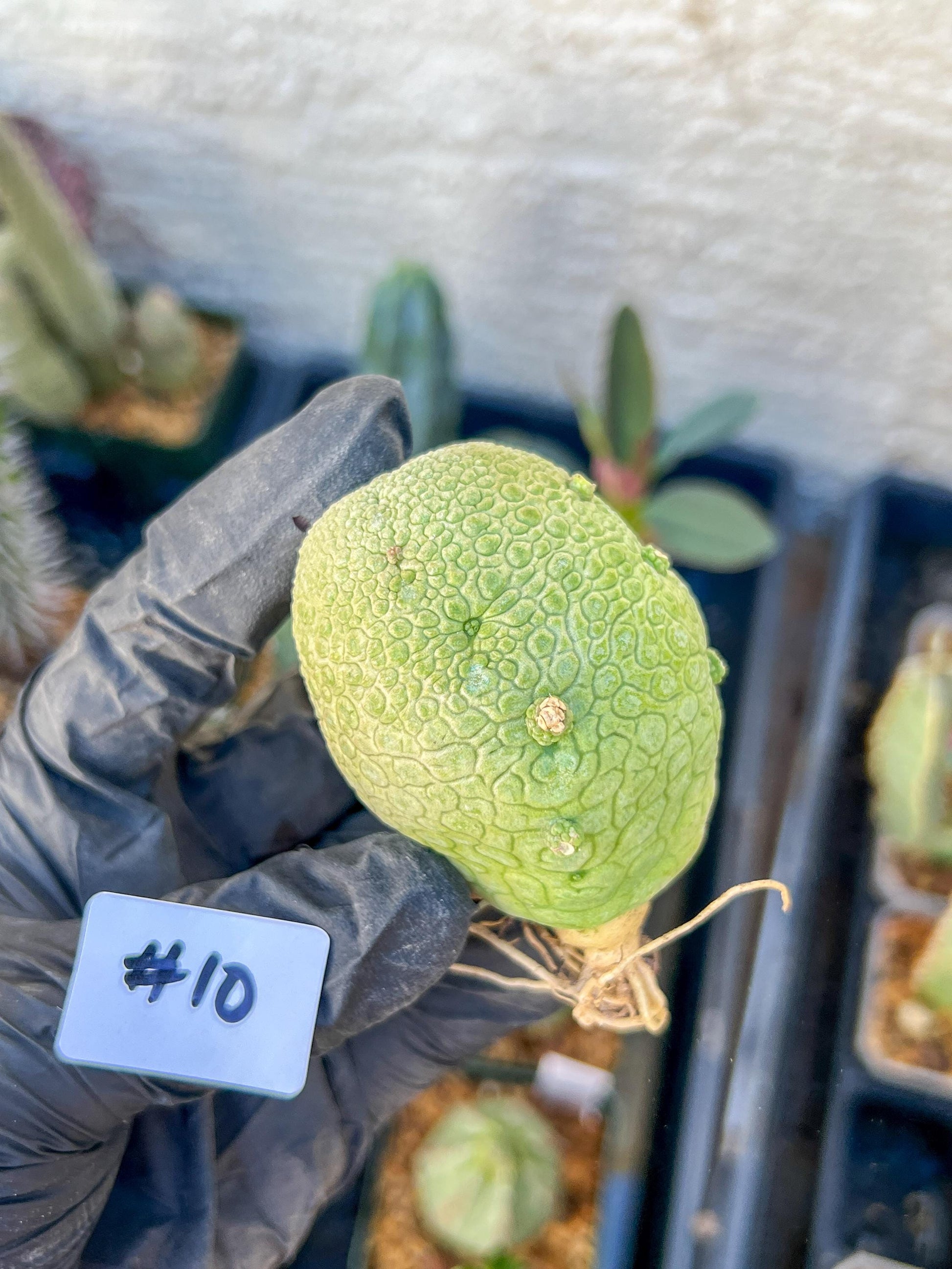 Migiurtinus Balls (#9~10) | Imported Cactus | Rare Succulent