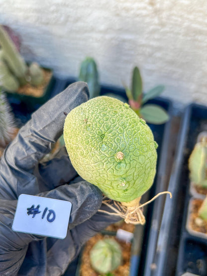 Migiurtinus Balls (#9~10) | Imported Cactus | Rare Succulent