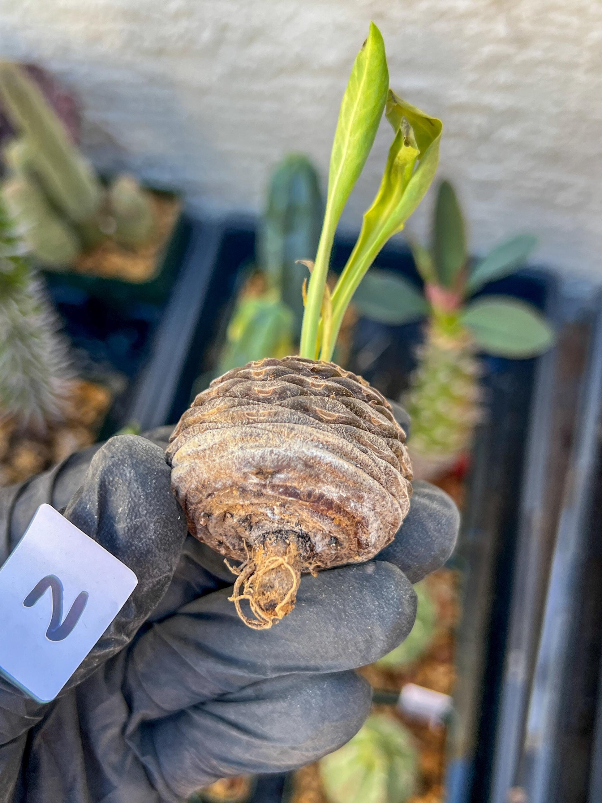 Euphorb Bupleurifolia | Imported- warranty can be offer | DM me First