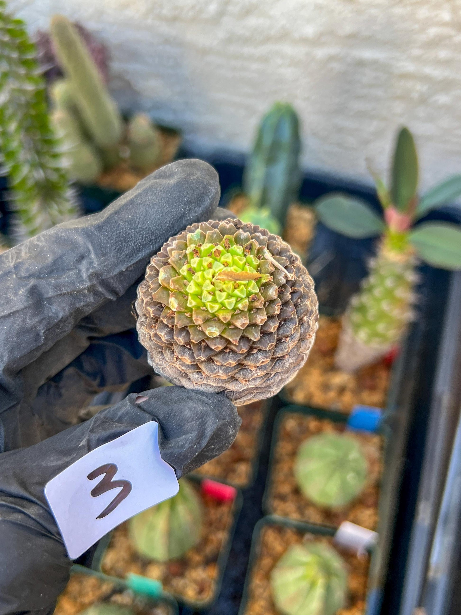 Euphorb Bupleurifolia | Imported- warranty can be offer | DM me First