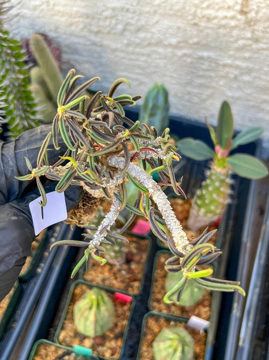 Rare Succulents (#1) | Imported | Assorted Succulent | Sansevieria