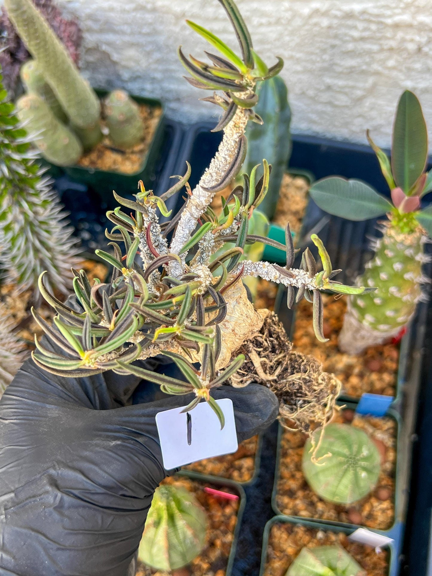 Rare Succulents (#1) | Imported | Assorted Succulent | Sansevieria