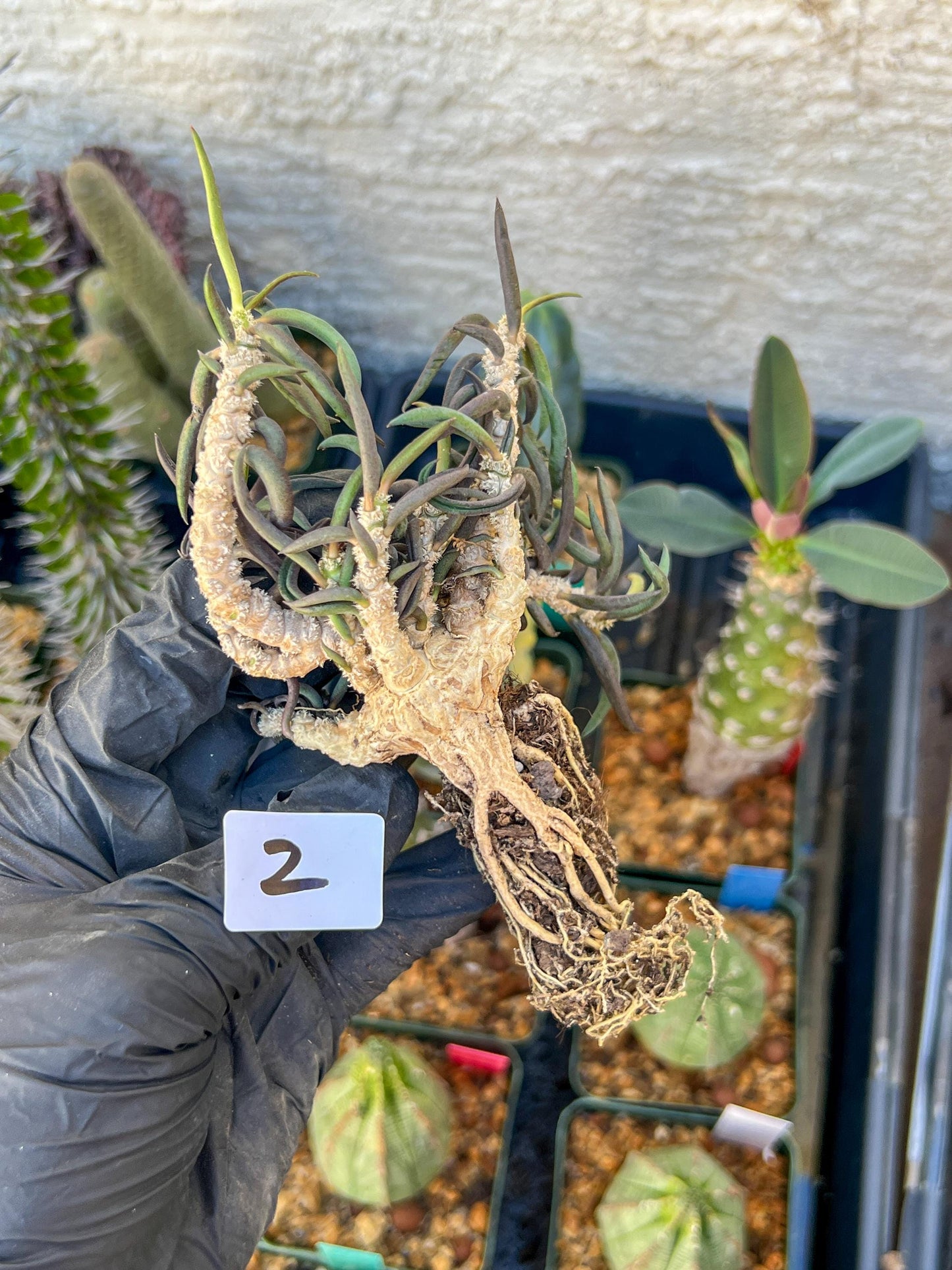 Euphorb cylindrifolia tuberifera (#1~2) | Imported Cactus