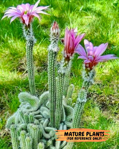 Dahlia Cactus - Wilcoxia poselgeri (9) | Rare Cactus