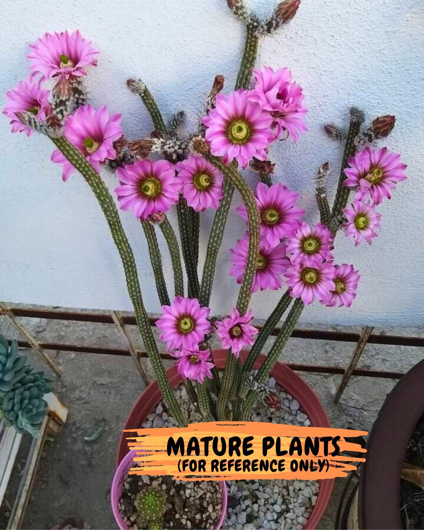 Dahlia Cactus - Wilcoxia poselgeri (o6) | Rare Cactus