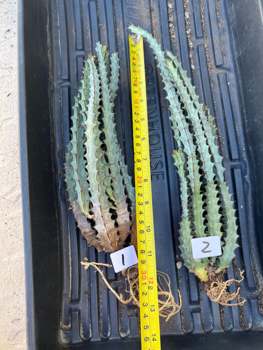 euphorbia greenwayi Cluster (#1) | Imported Cactus