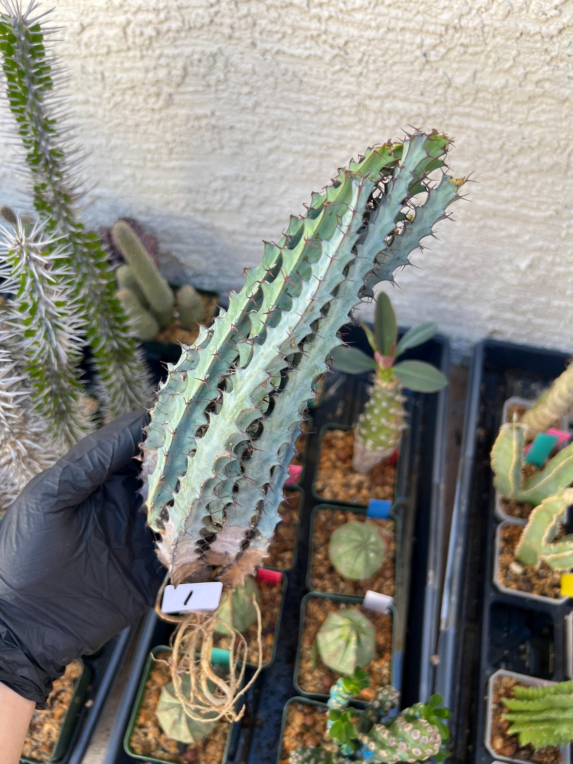 euphorbia greenwayi Cluster (#1) | Imported Cactus