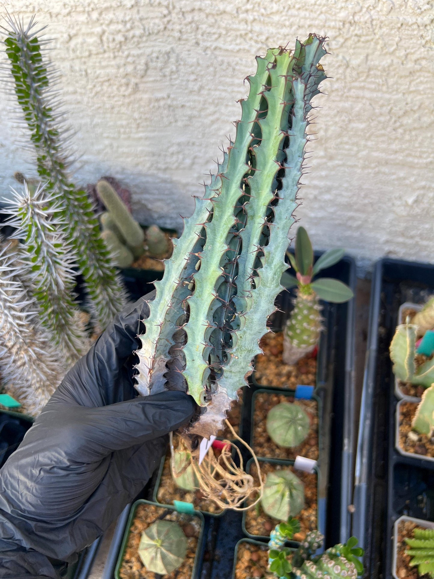 euphorbia greenwayi Cluster (#1) | Imported Cactus