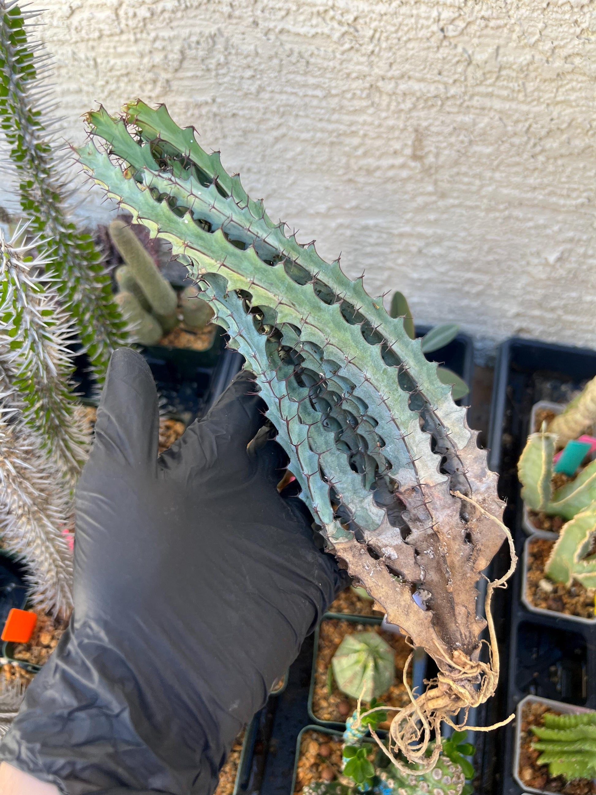 euphorbia greenwayi Cluster (#1) | Imported Cactus