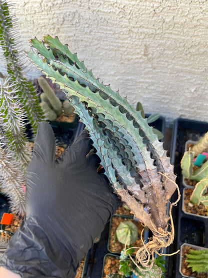 euphorbia greenwayi Cluster (#1) | Imported Cactus