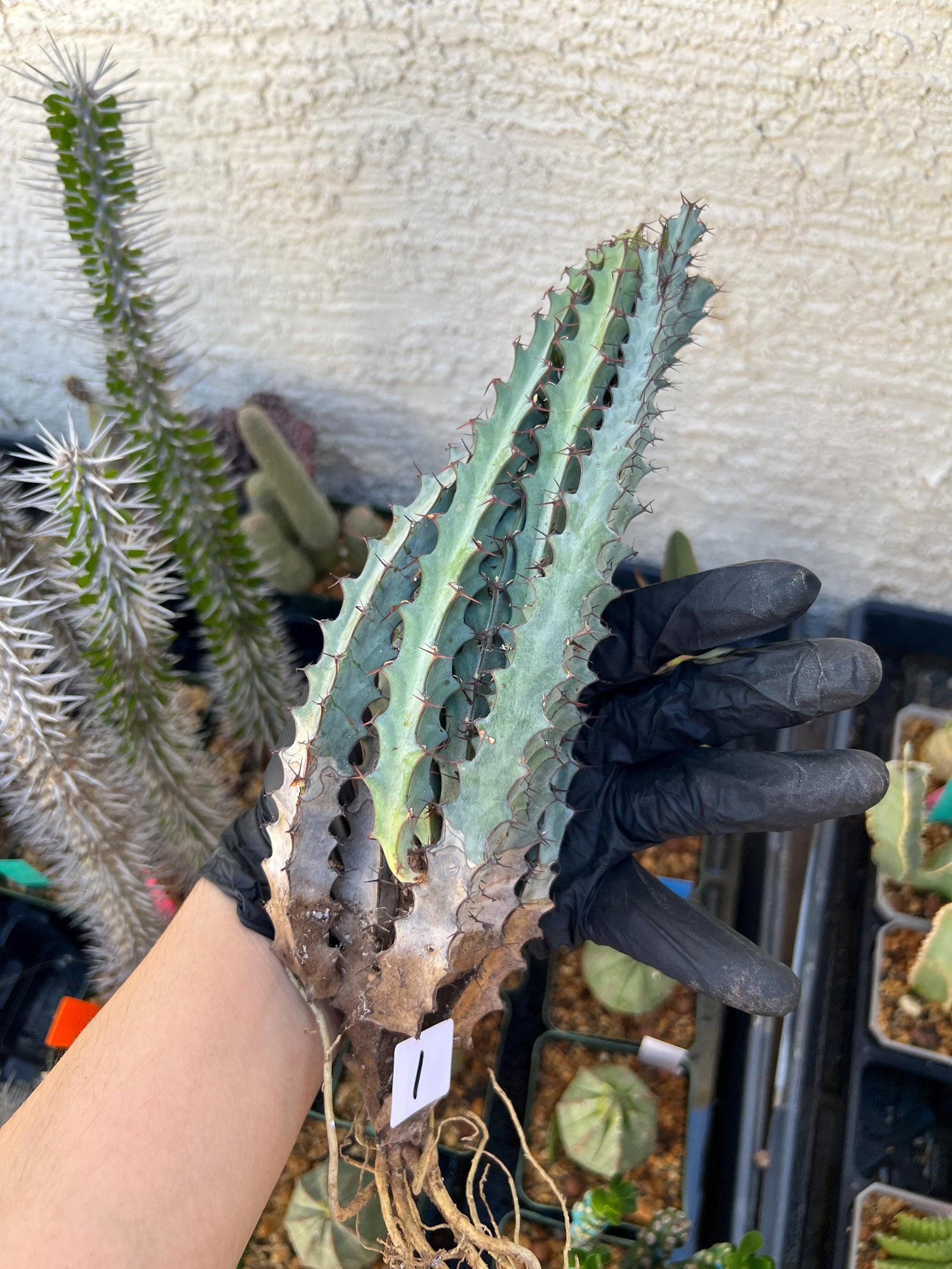euphorbia greenwayi Cluster (#1) | Imported Cactus