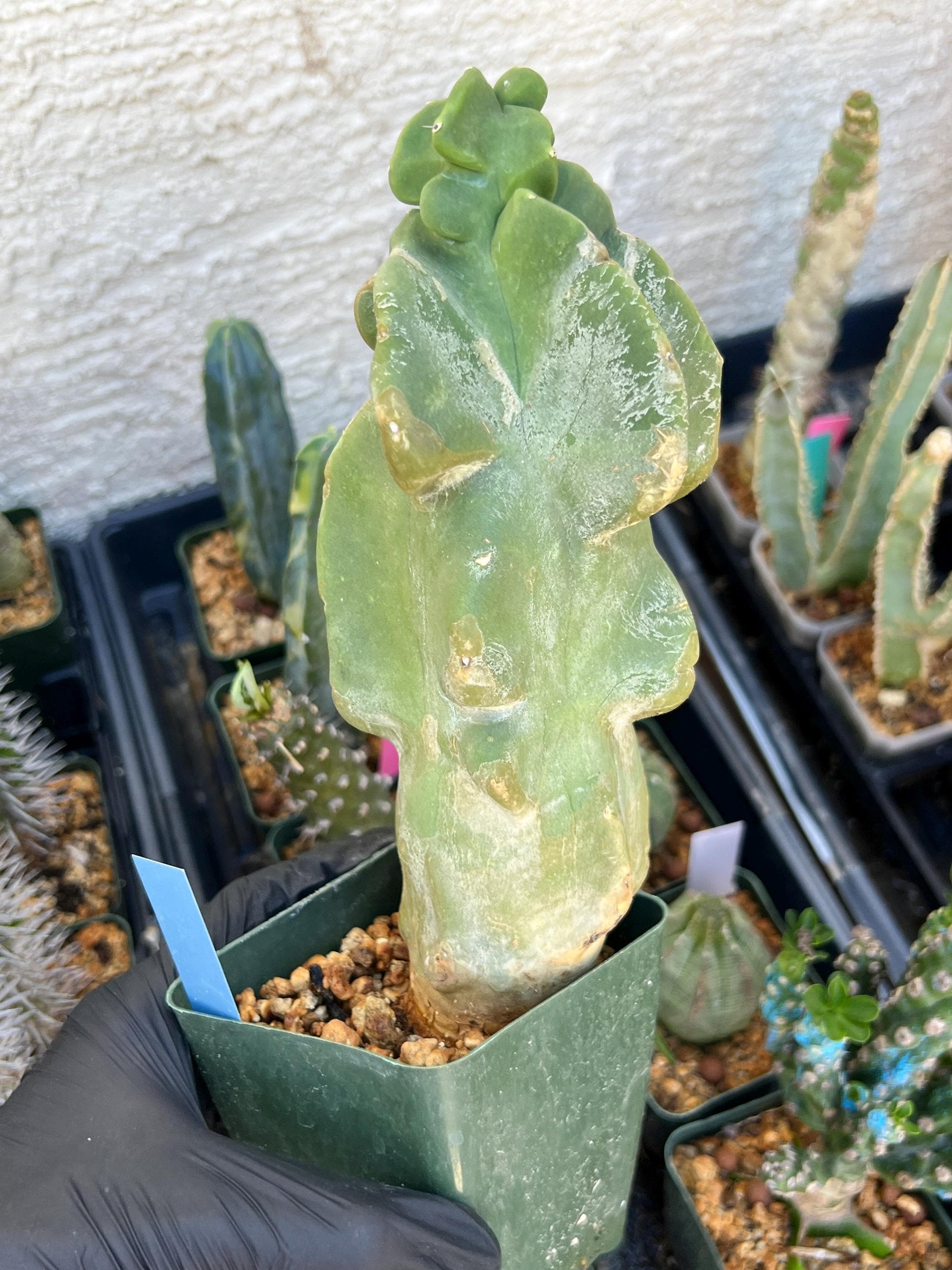 Lophocereus Schottii Monstrose | Imported Cactus | Rare Succulent