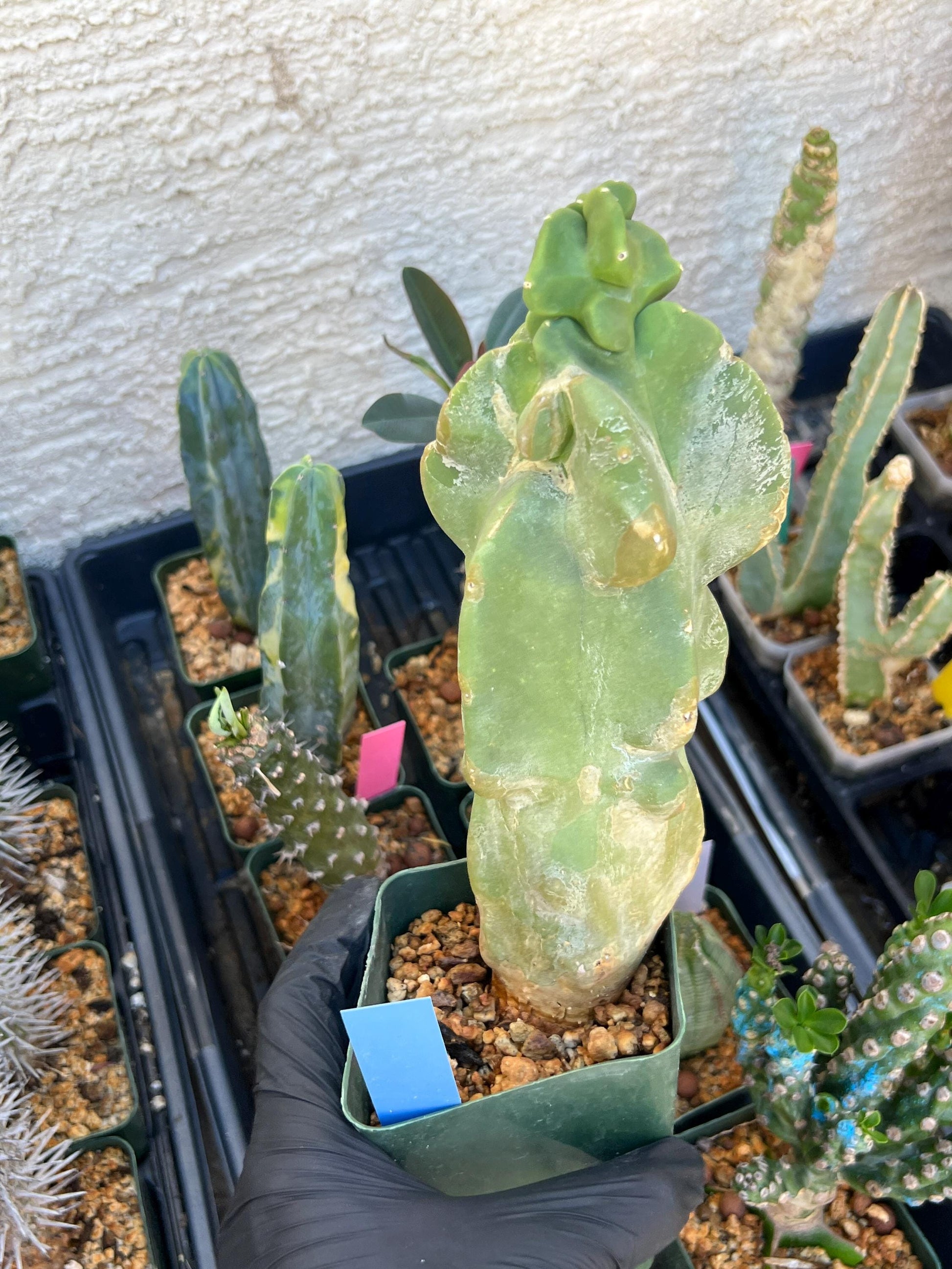Lophocereus Schottii Monstrose | Imported Cactus | Rare Succulent