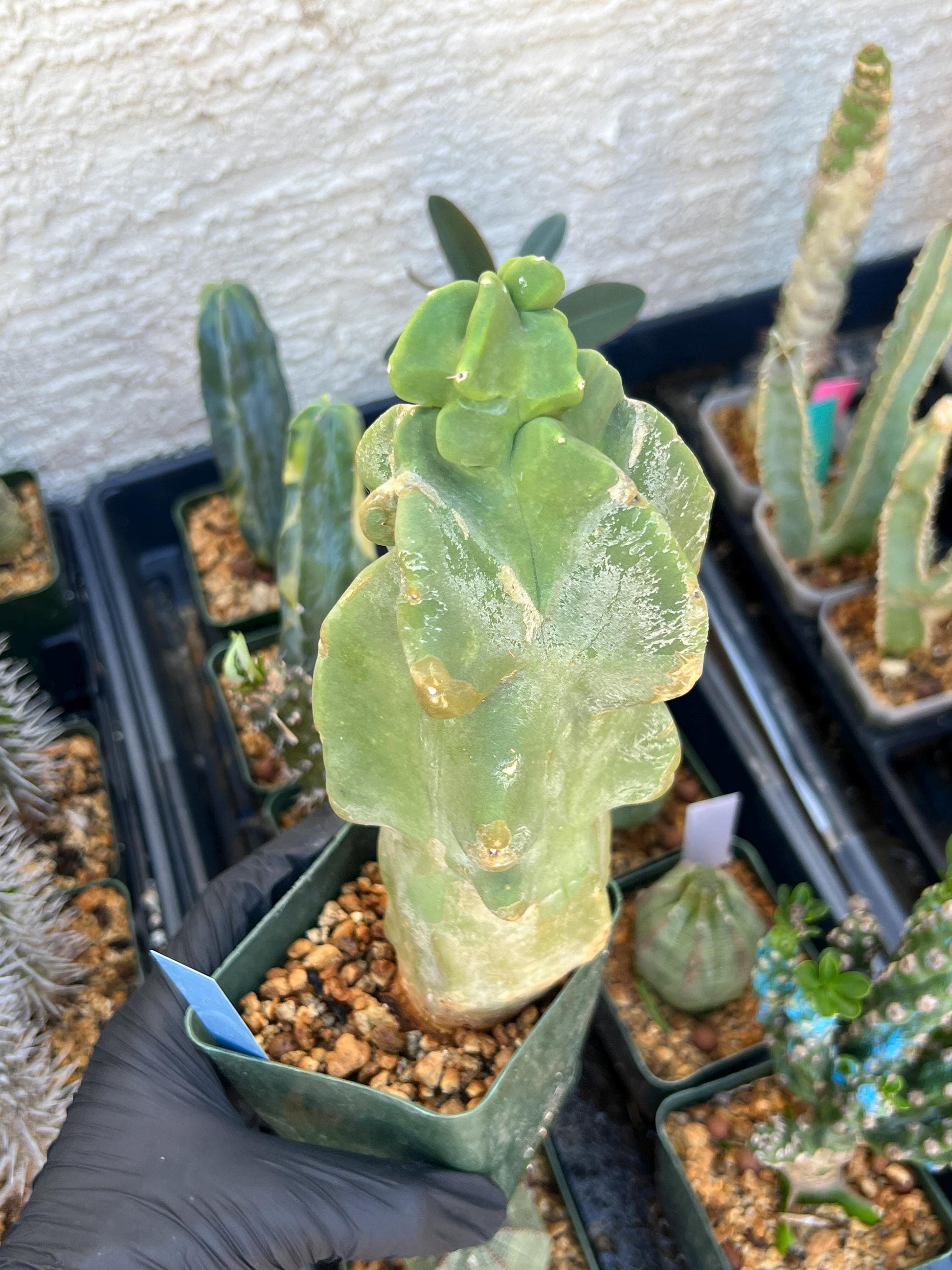 Lophocereus Schottii Monstrose | Imported Cactus | Rare Succulent