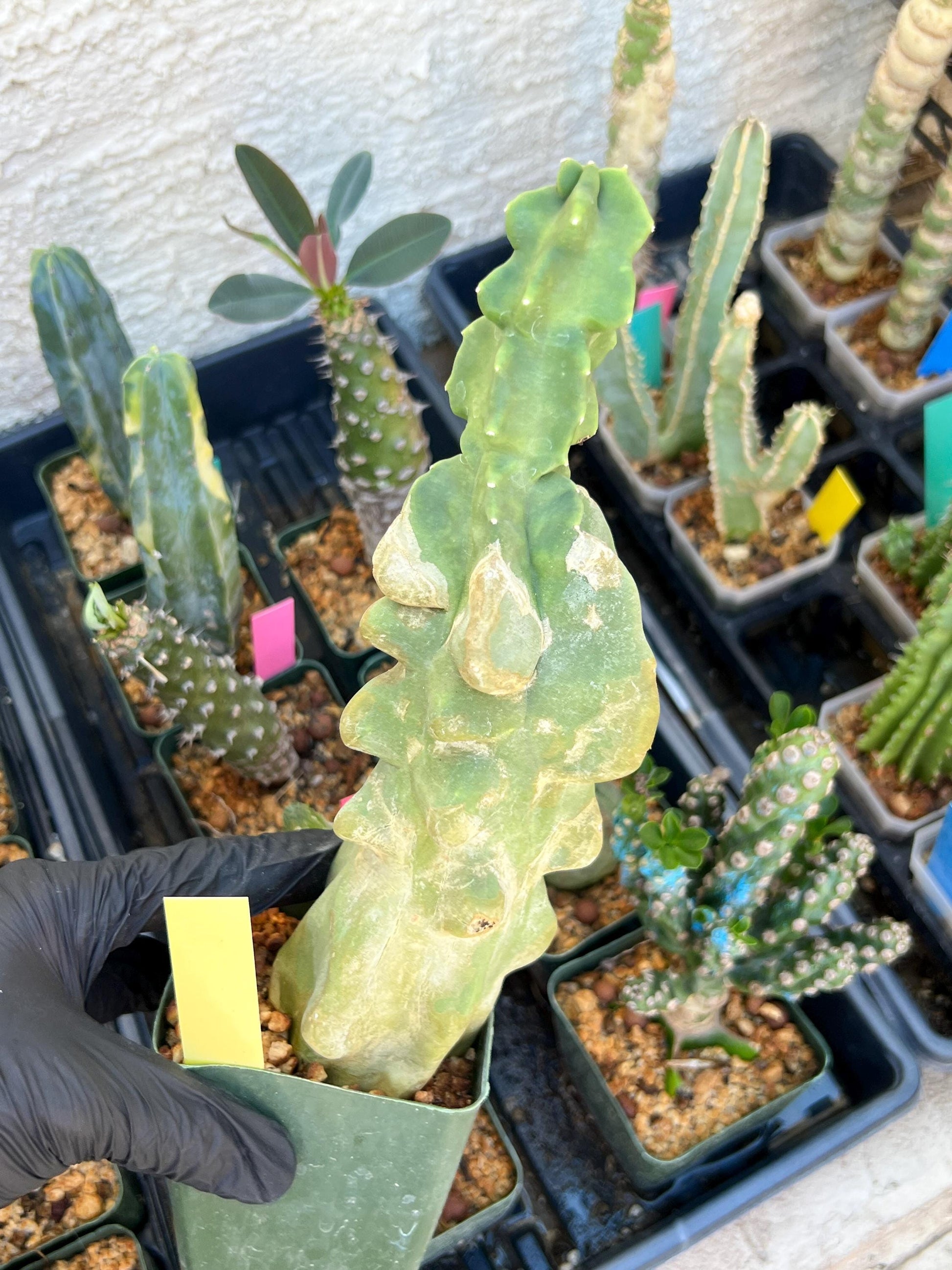Lophocereus Schottii Monstrose | Imported Cactus | Rare Succulent