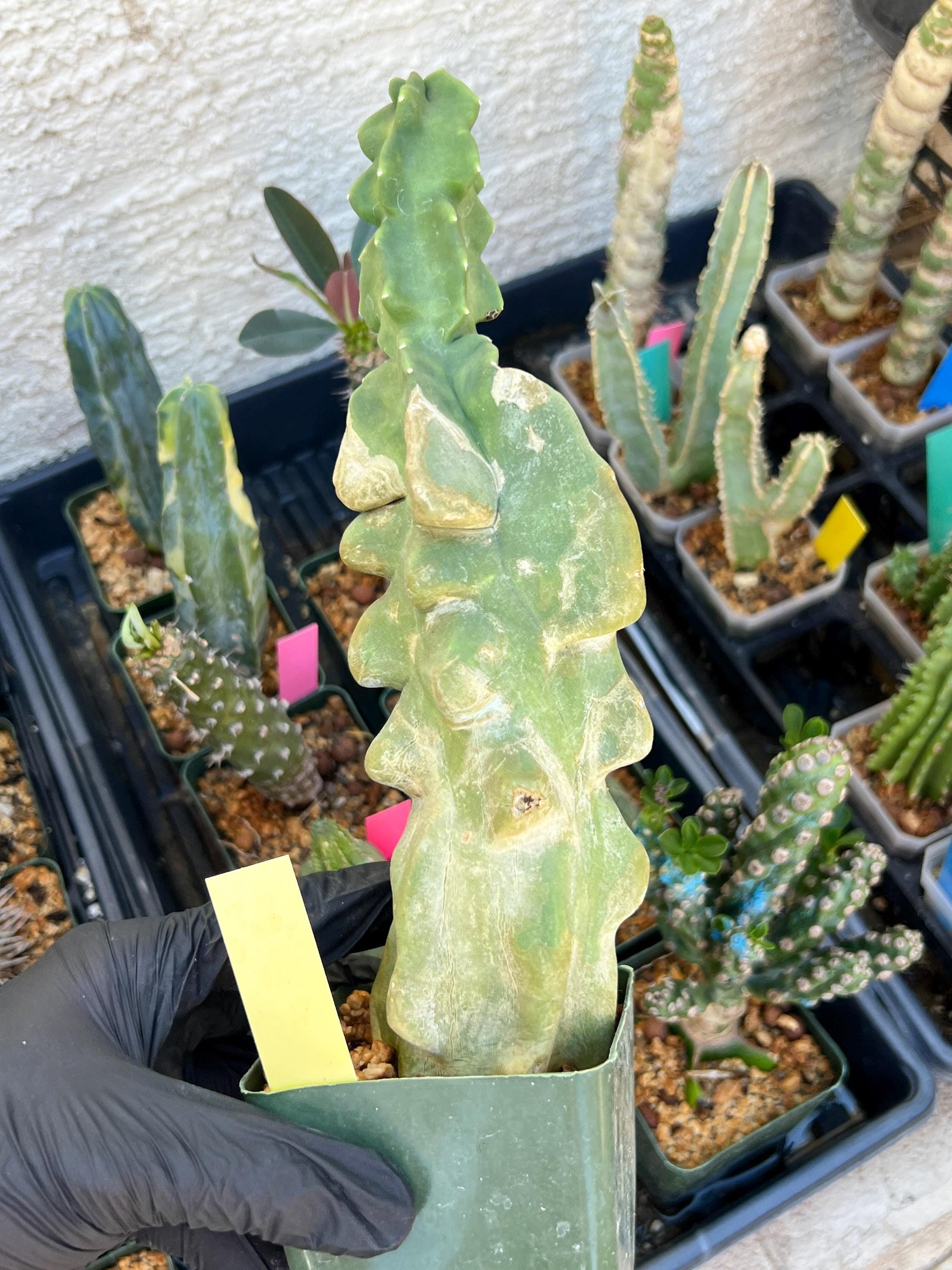 Lophocereus Schottii Monstrose | Imported Cactus | Rare Succulent