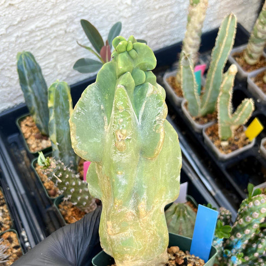 Lophocereus Schottii Monstrose | Imported Cactus | Rare Succulent
