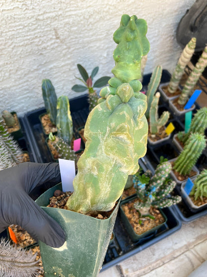 Lophocereus Schottii Monstrose (W-R) | Imported Cactus | Rare Succulent