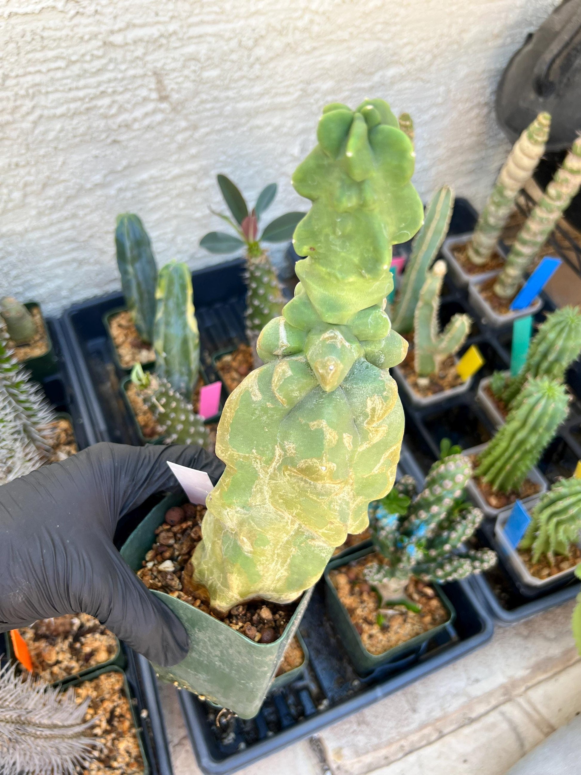 Lophocereus Schottii Monstrose (W-R) | Imported Cactus | Rare Succulent