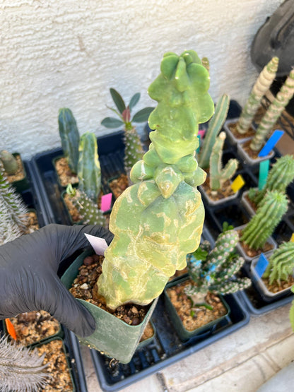 Lophocereus Schottii Monstrose (W-R) | Imported Cactus | Rare Succulent