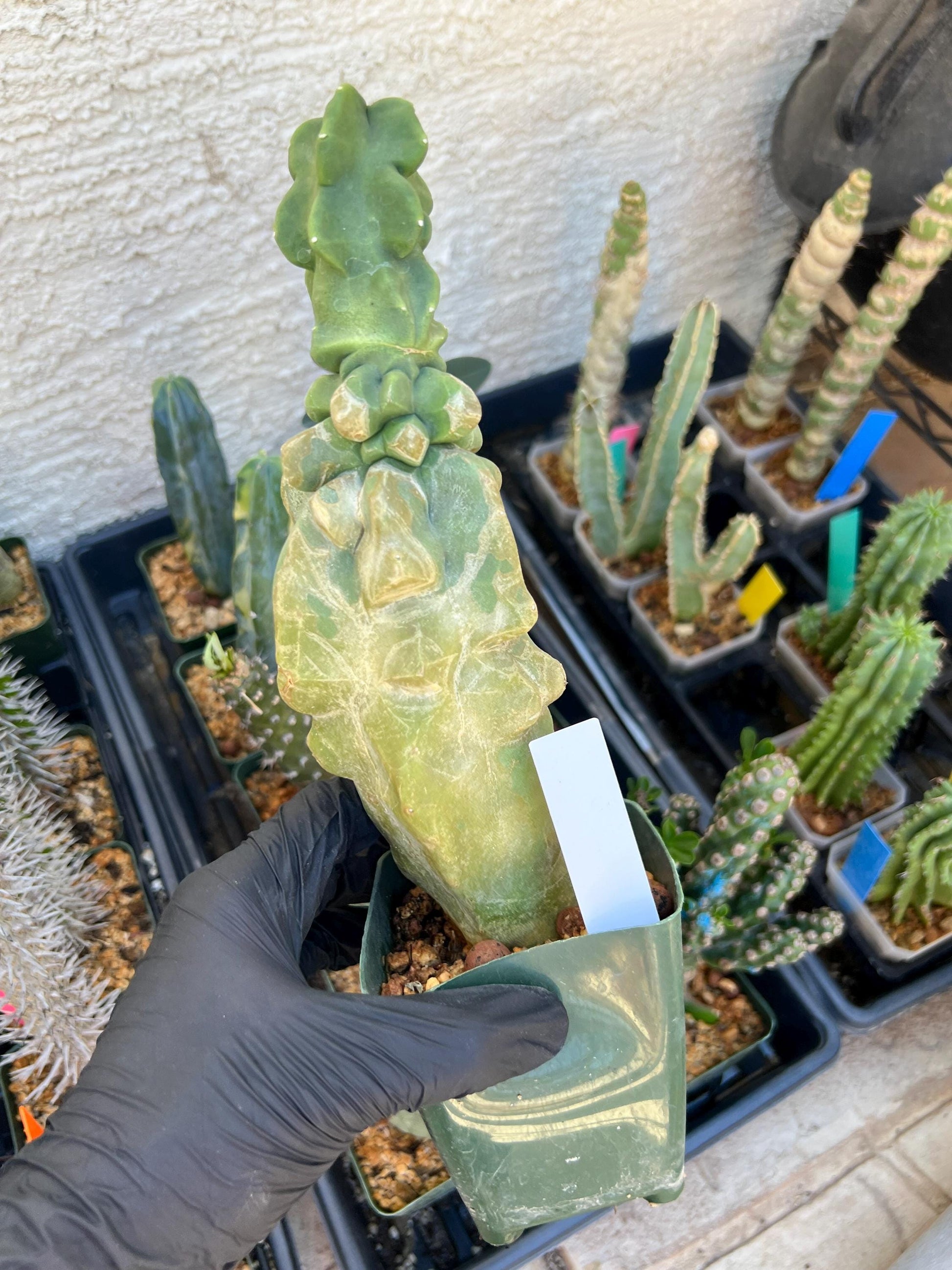 Lophocereus Schottii Monstrose (W-R) | Imported Cactus | Rare Succulent