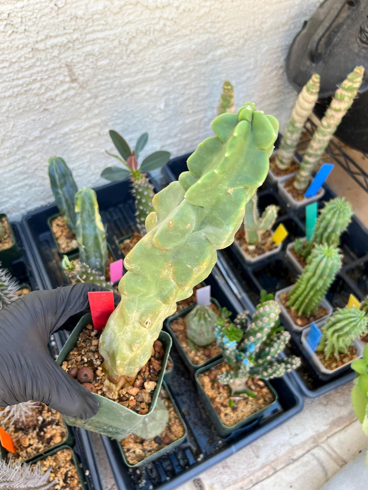 Lophocereus Schottii Monstrose (W-R) | Imported Cactus | Rare Succulent