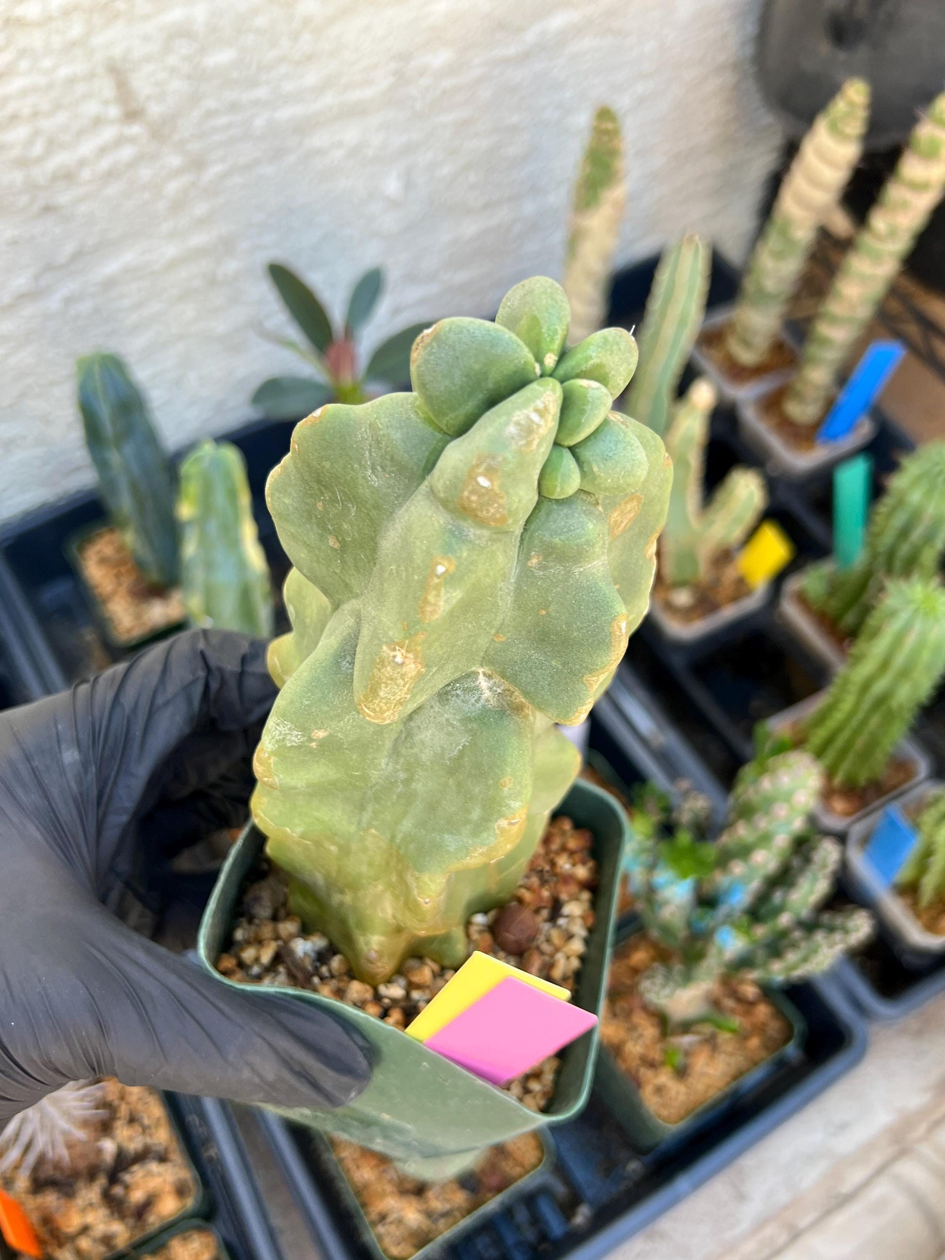 Lophocereus Schottii Monstrose (PY-O) | Imported Cactus