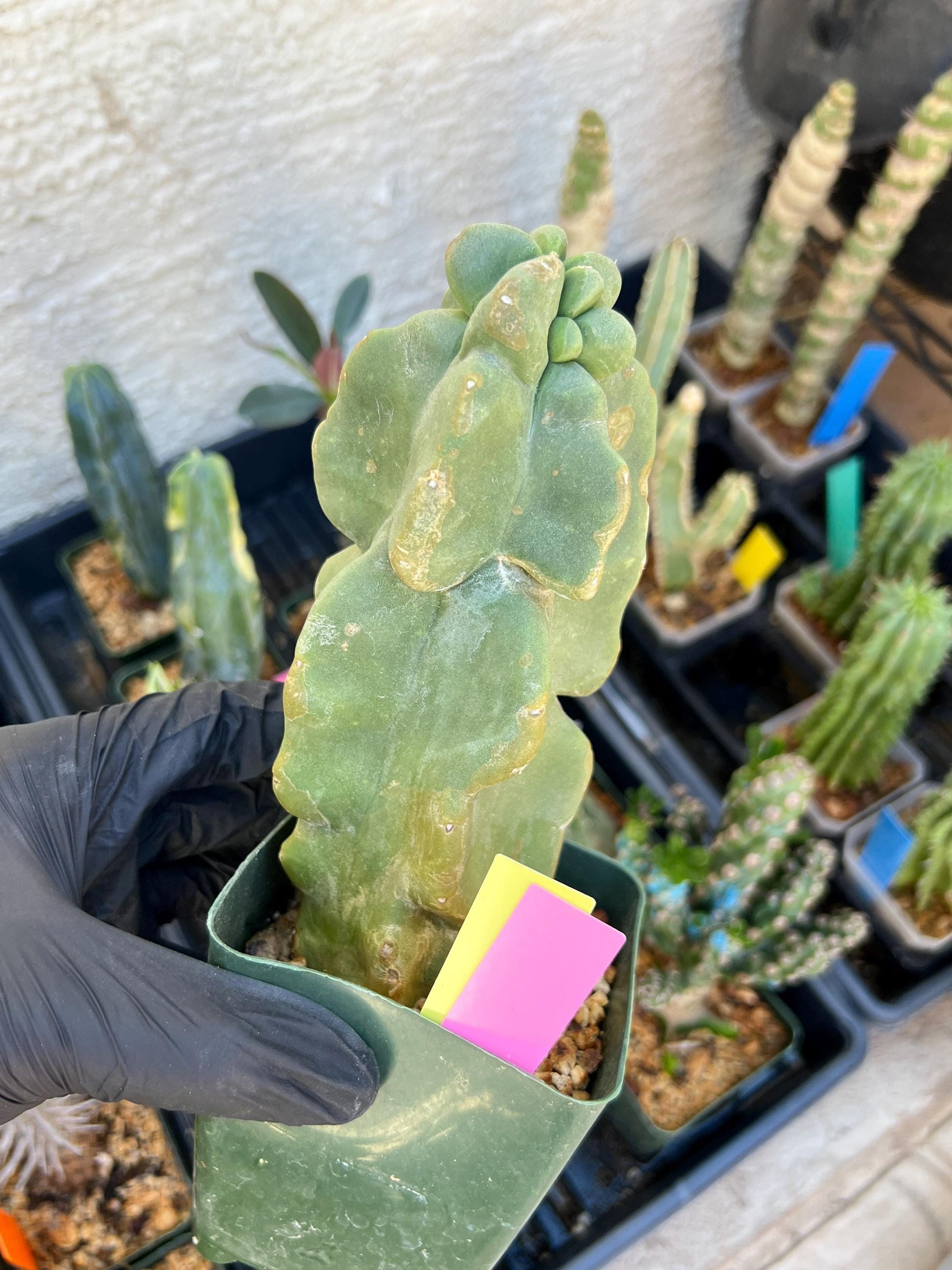 Lophocereus Schottii Monstrose (PY-O) | Imported Cactus