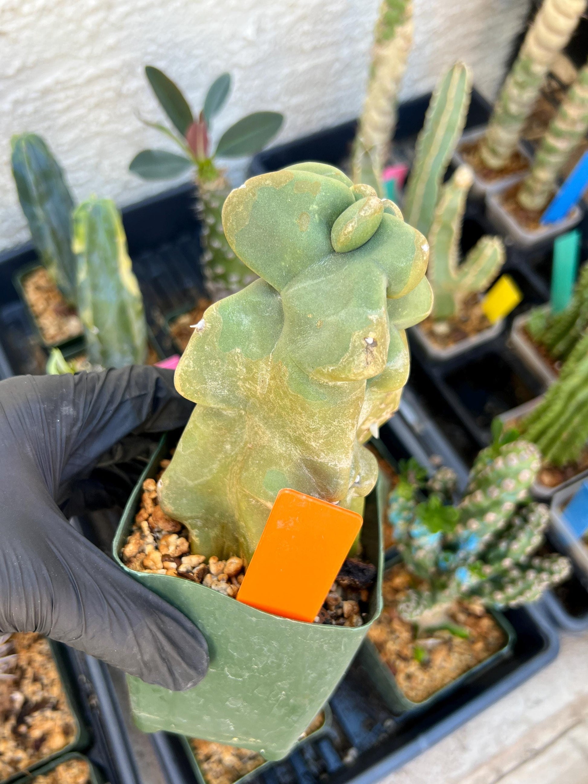 Lophocereus Schottii Monstrose (PY-O) | Imported Cactus