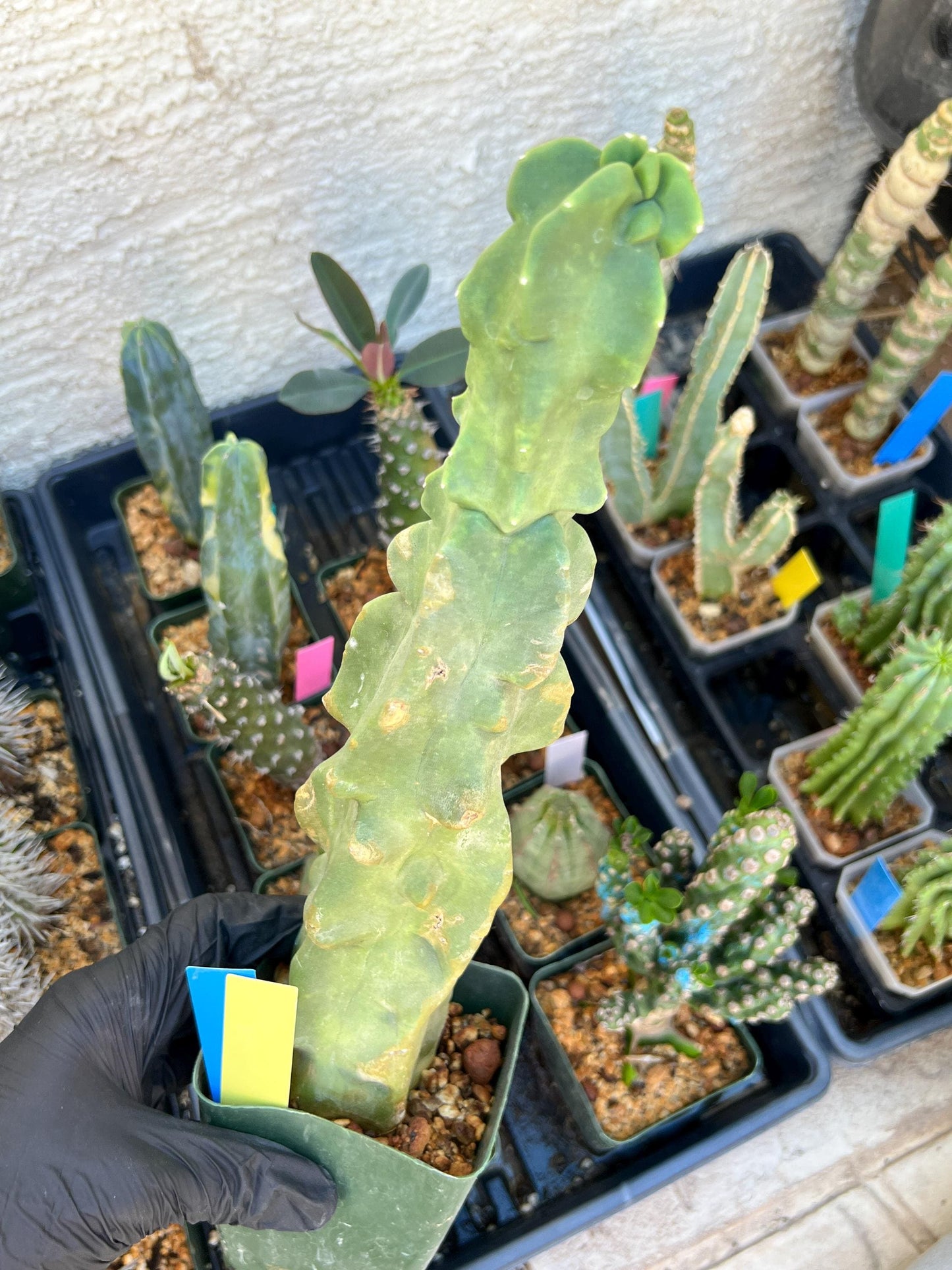 Lophocereus Schottii Monstrose (By-Gr) | Imported Cactus